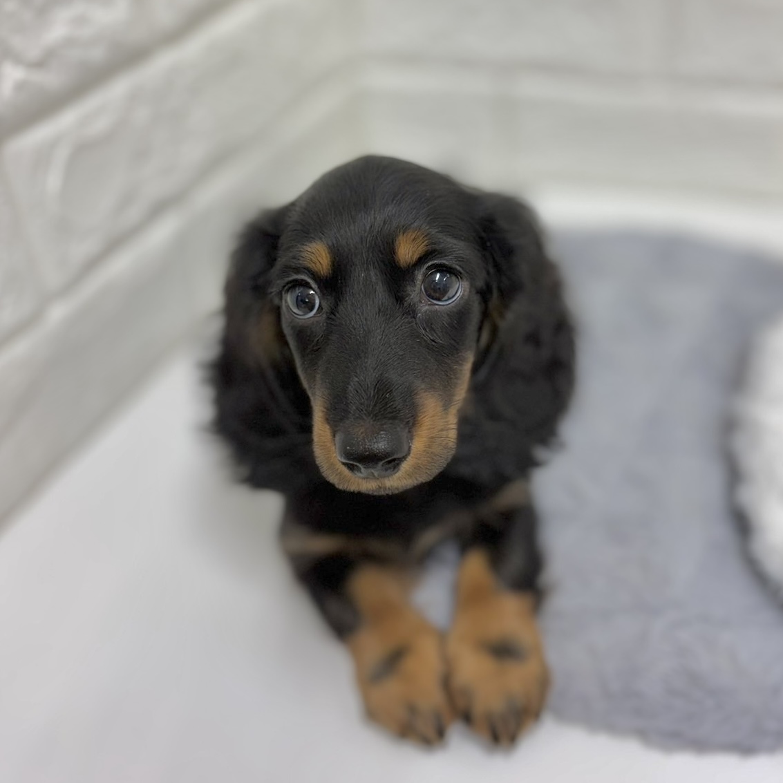 神奈川県のミニチュアダックスフンド(ロング) (犬の家＆猫の里相模原店/2025年12月11日生まれ/男の子/ブラックタン)の子犬の2枚目の画像