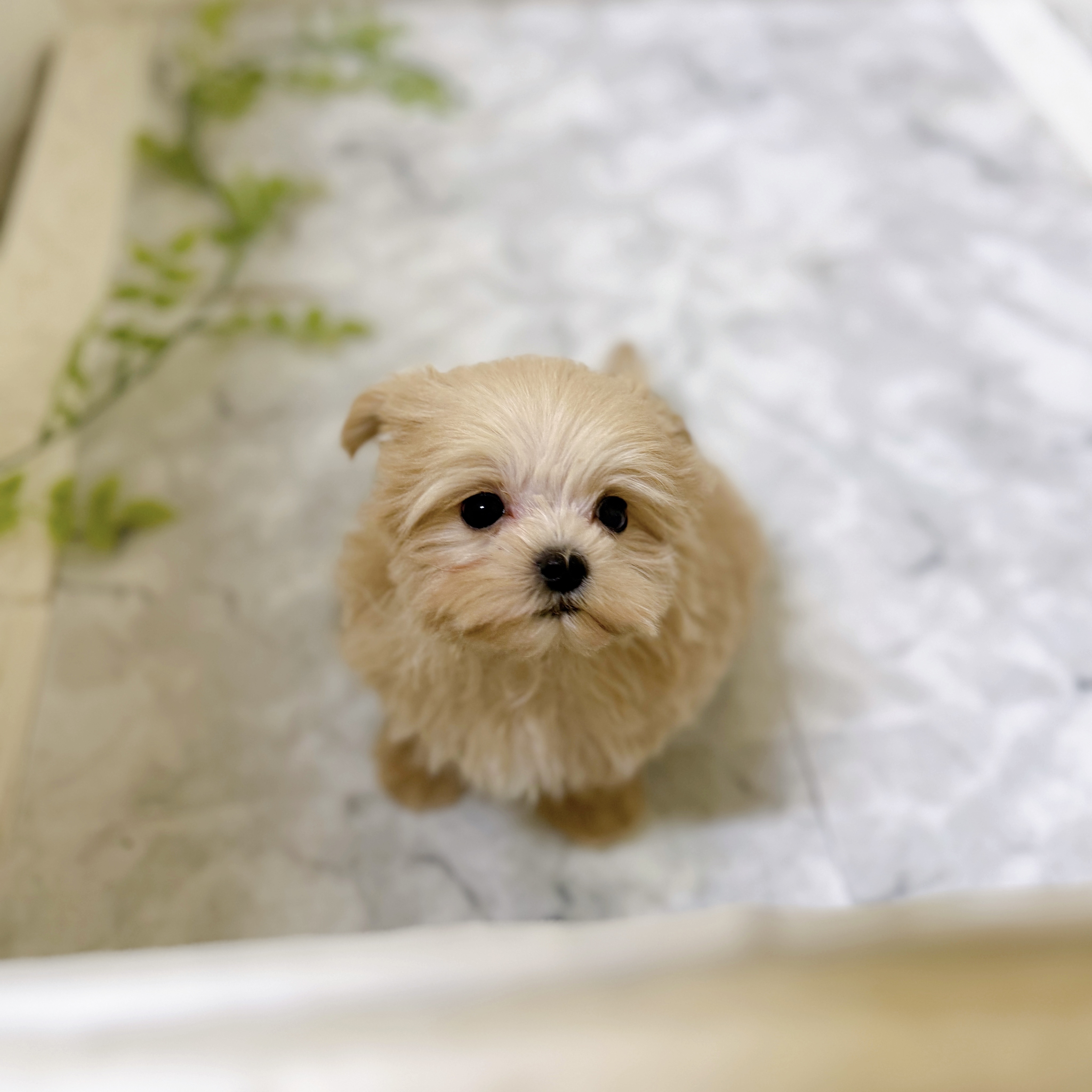 愛知県のマルプー(マルチーズ×プードル) (犬の家＆猫の里岡崎店/2025年12月12日生まれ/男の子/クリームホワイト)の子犬の2枚目の画像