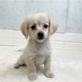 静岡県のチワックス(チワワ×ダックス) (犬の家＆猫の里マークイズ静岡店/2025年12月13日生まれ/男の子/クリーム)の子犬の2枚目の画像