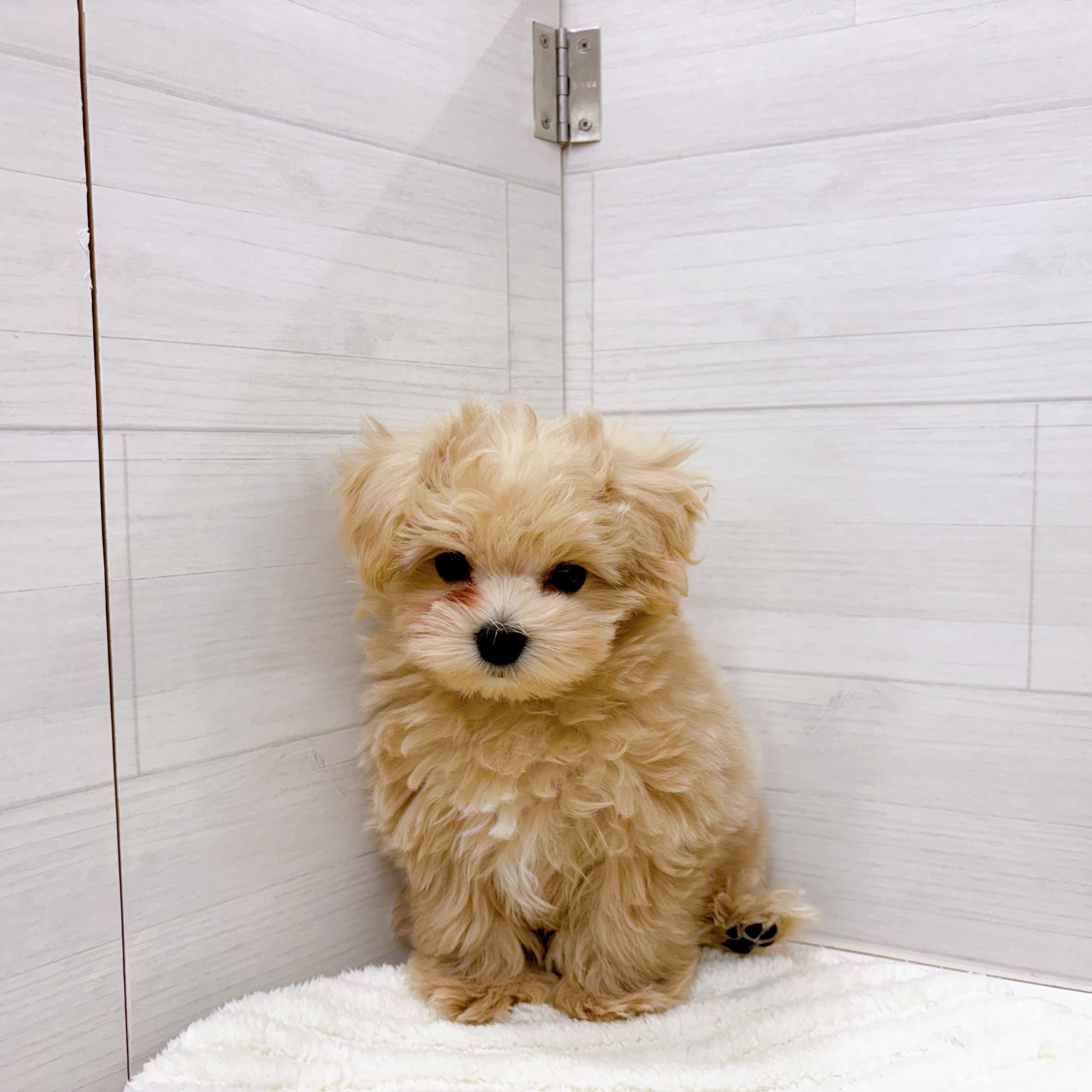 石川県のマルプー(マルチーズ×プードル) (犬の家＆猫の里アミーゴ金沢おこばた店/2025年12月13日生まれ/男の子/クリームホワイト)の子犬の2枚目の画像