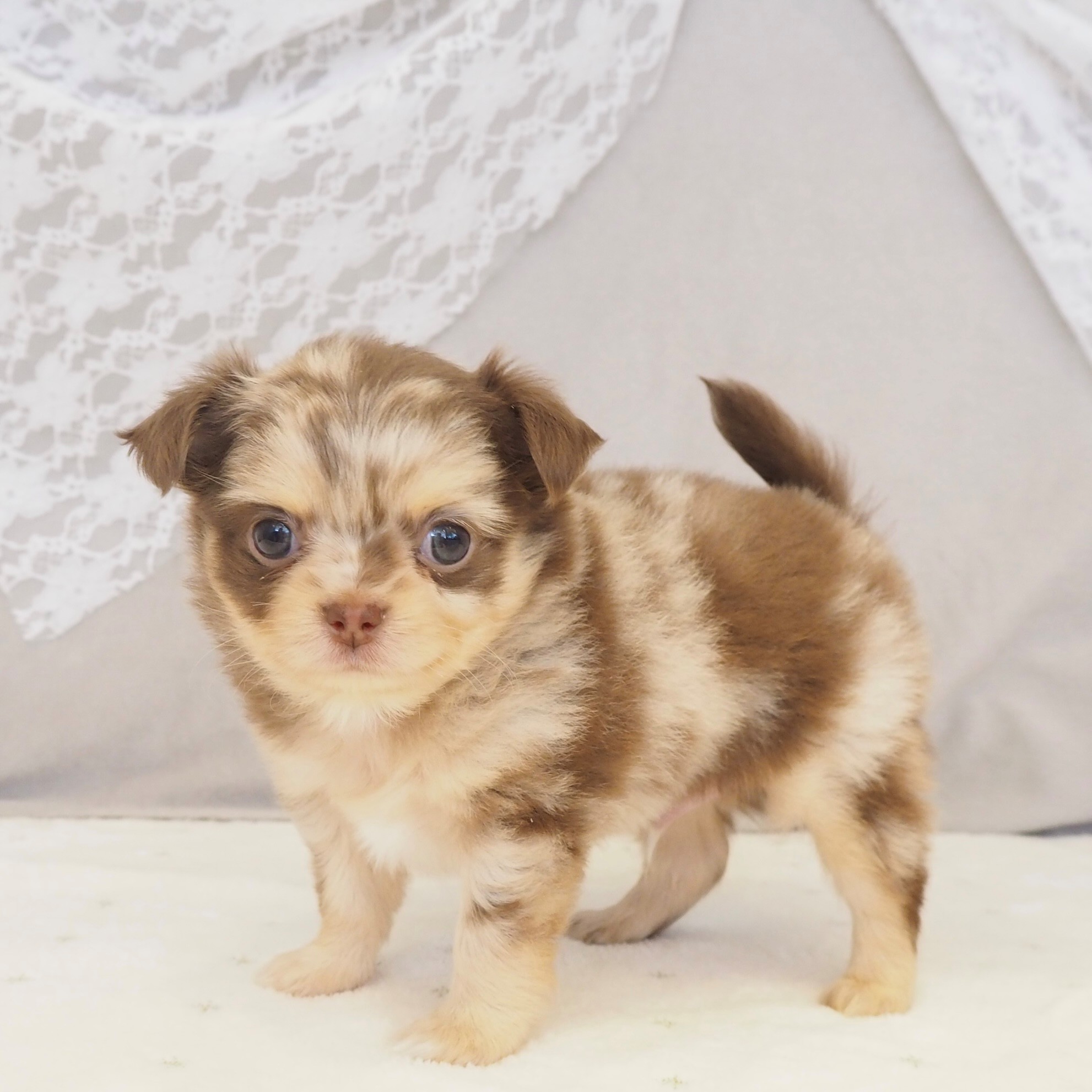 大阪府のチワワ(ロング) (犬の家＆猫の里もりのみやキューズモールBASE店/2025年12月12日生まれ/男の子/チョコレートマール)の子犬の2枚目の画像