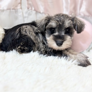 兵庫県のミニチュアシュナウザー (犬の家＆猫の里カナート西神戸店/2025年12月12日生まれ/男の子/ソルトペッパー)の子犬の2枚目の画像
