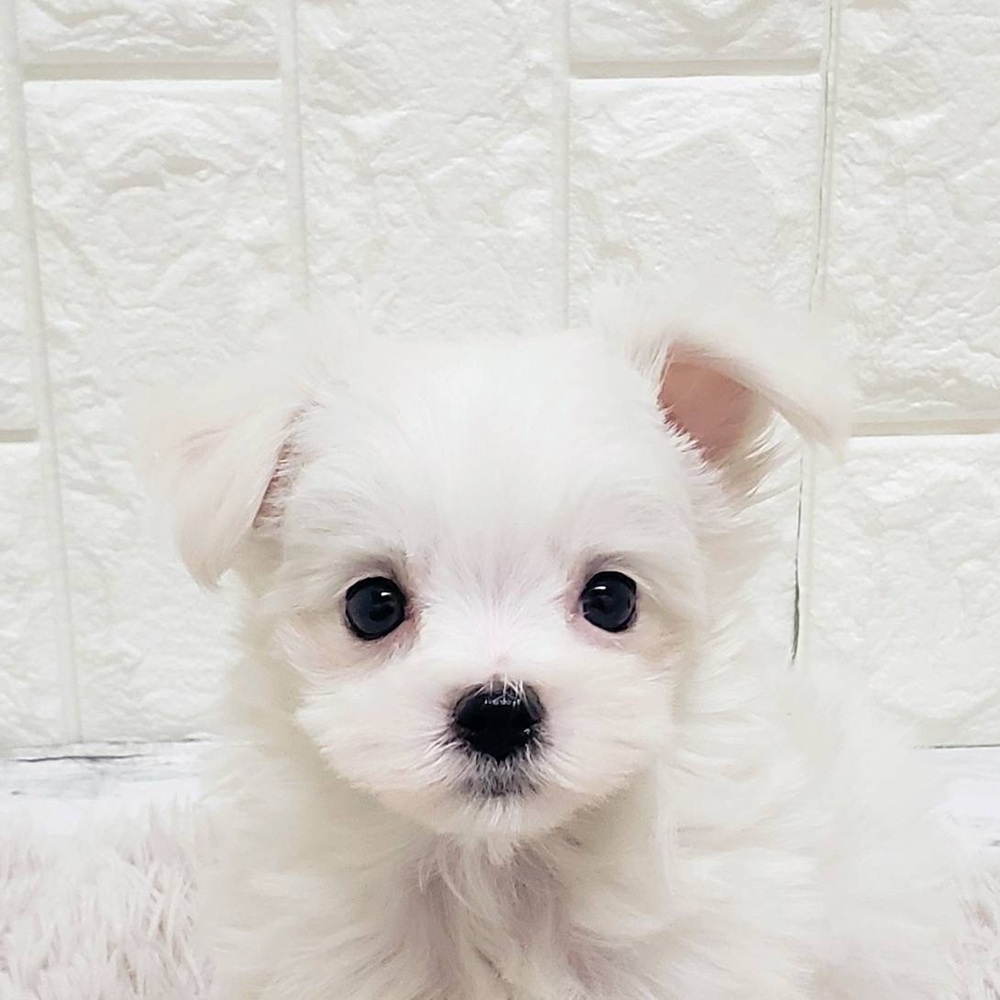 岡山県のチワマル/マルチワ(チワワ×マルチーズ) (犬の家＆猫の里岡山店/2025年12月13日生まれ/女の子/ホワイト)の子犬の1枚目の画像