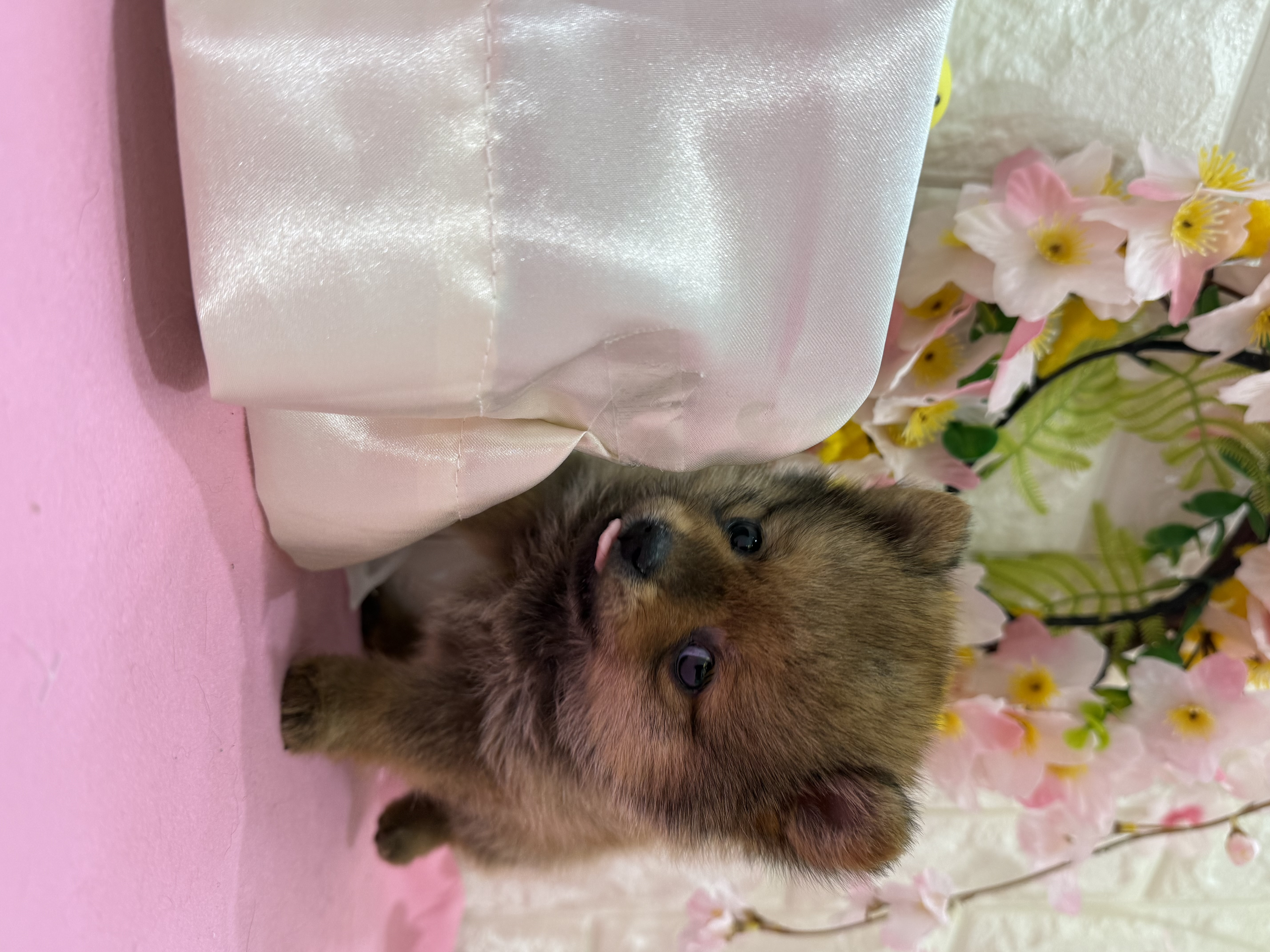 岡山県のポメ柴/豆ポメ/ポメ豆柴(ポメラニアン×柴犬) (犬の家＆猫の里倉敷店/2025年12月14日生まれ/男の子/オレンジ)の子犬の2枚目の画像