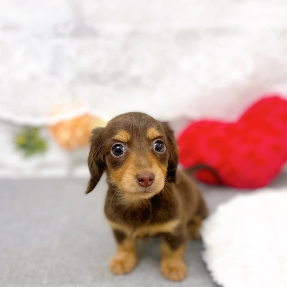 京都府のカニンヘンダックスフンド(ロング) (犬の家＆猫の里京都樟葉店/2025年12月13日生まれ/女の子/ブラウンタン)の子犬の2枚目の画像