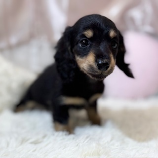 兵庫県のカニンヘンダックスフンド(ロング) (犬の家＆猫の里カナート西神戸店/2025年12月10日生まれ/女の子/ブラックイエロー)の子犬の2枚目の画像