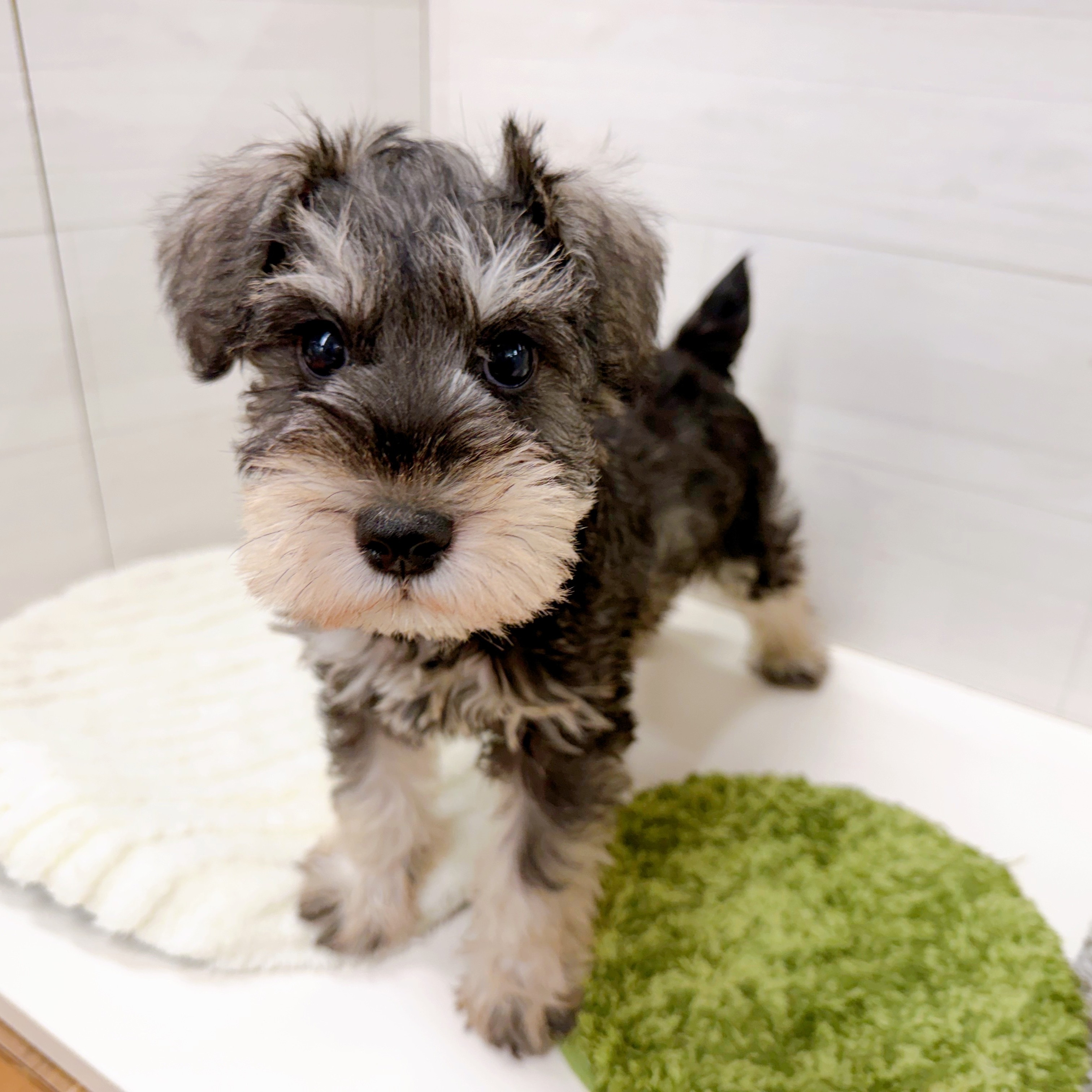 石川県のミニチュアシュナウザー (犬の家＆猫の里アミーゴ金沢おこばた店/2025年12月11日生まれ/男の子/ソルトペッパー)の子犬の2枚目の画像