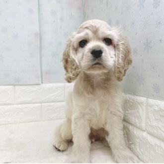 静岡県のアメリカンコッカースパニエル (犬の家＆猫の里マークイズ静岡店/2025年12月12日生まれ/男の子/バフ)の子犬