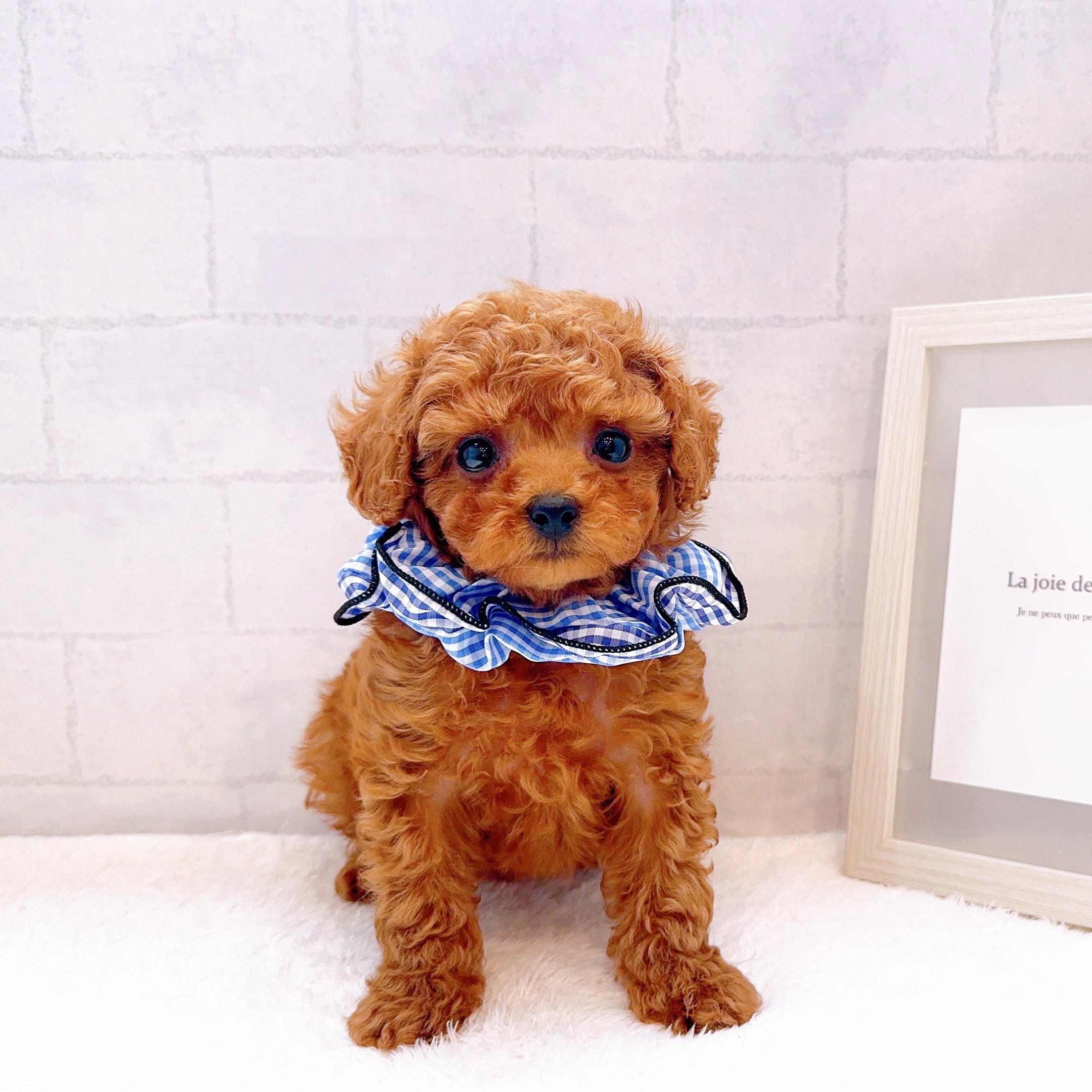 石川県のトイプードル(トイ) (犬の家＆猫の里金沢店/2025年12月13日生まれ/男の子/レッドフォーン)の子犬の2枚目の画像