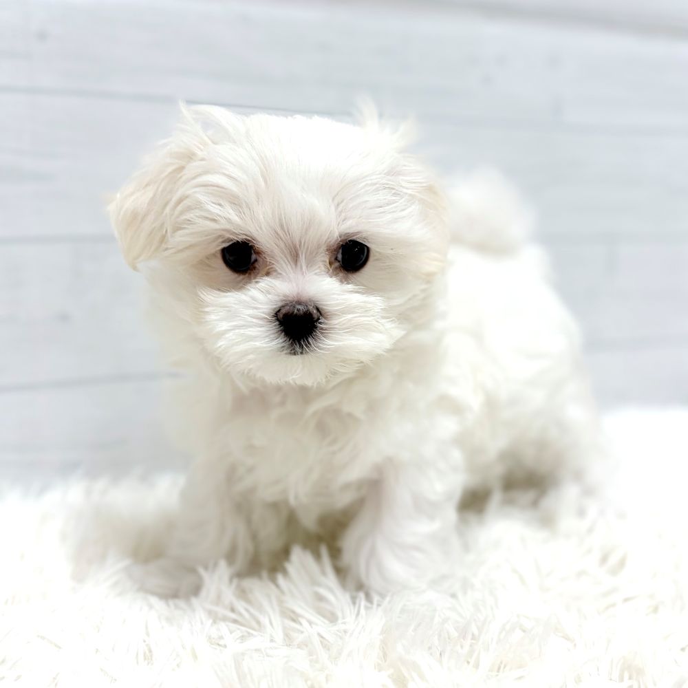 愛知県のマルチーズ (犬の家＆猫の里豊田店/2025年12月15日生まれ/女の子/ホワイト)の子犬の2枚目の画像