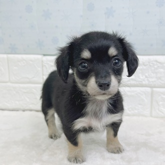 静岡県のチワックス(チワワ×ダックス) (犬の家＆猫の里マークイズ静岡店/2025年12月15日生まれ/女の子/ブラックタン)の子犬の2枚目の画像