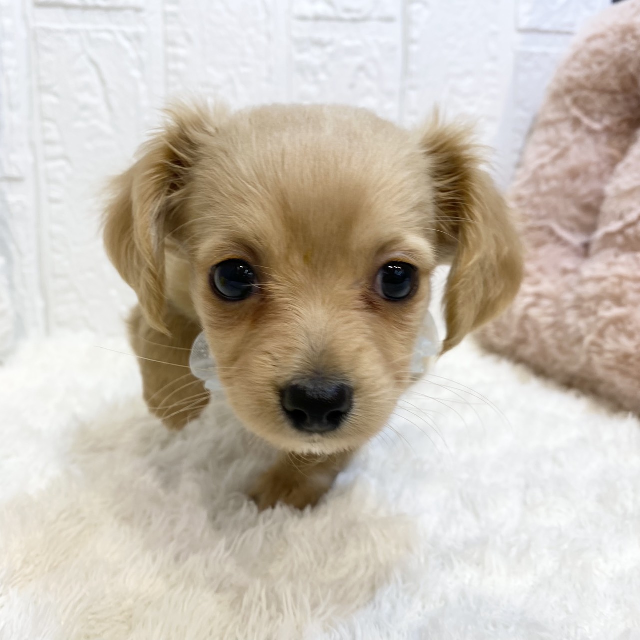 長野県のチワックス(チワワ×ダックス) (犬の家＆猫の里カインズ梓川店/2025年12月13日生まれ/男の子/クリーム)の子犬の2枚目の画像