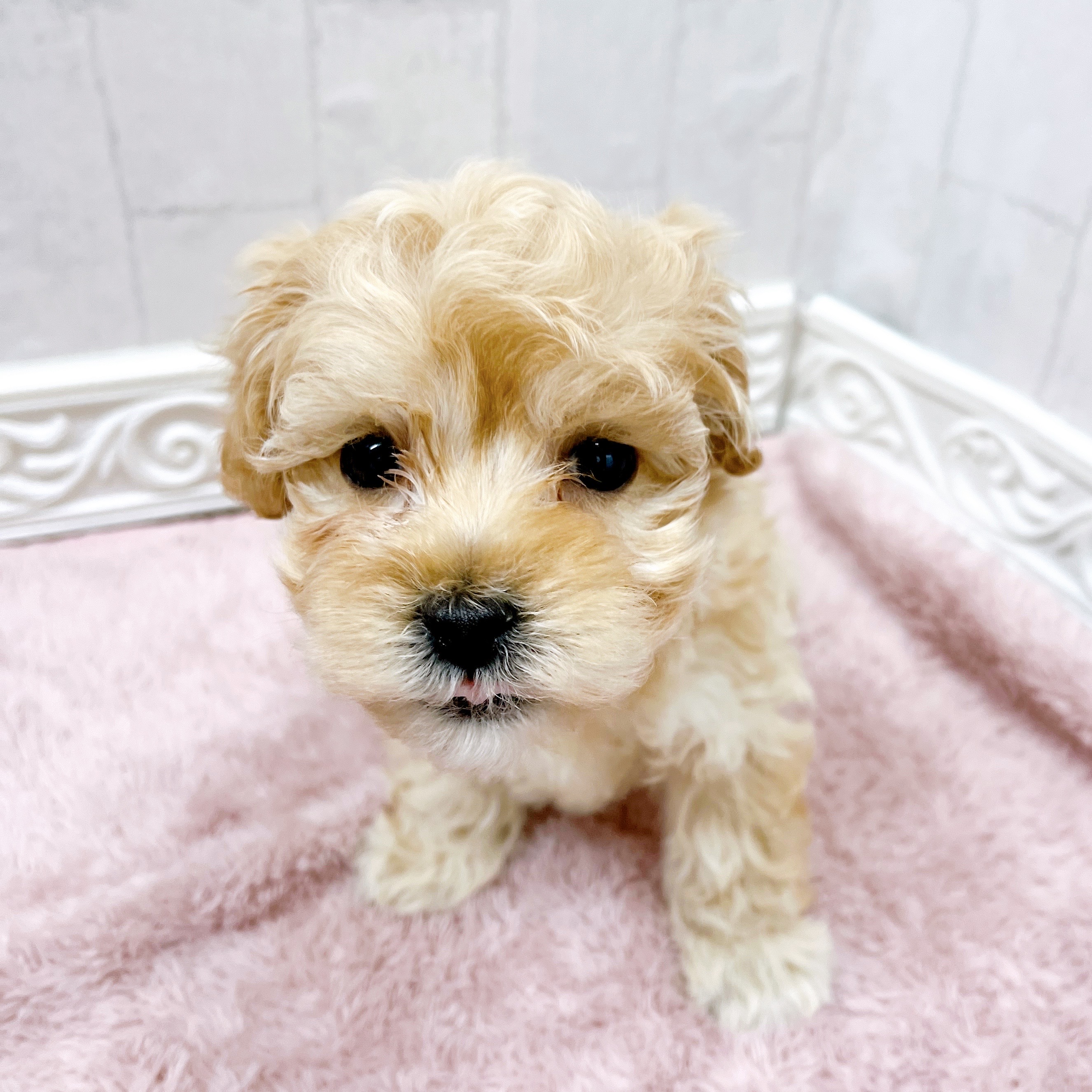 石川県のマルプー(マルチーズ×プードル) (犬の家＆猫の里アミーゴ金沢有松店/2025年12月15日生まれ/男の子/アプリコット)の子犬の2枚目の画像