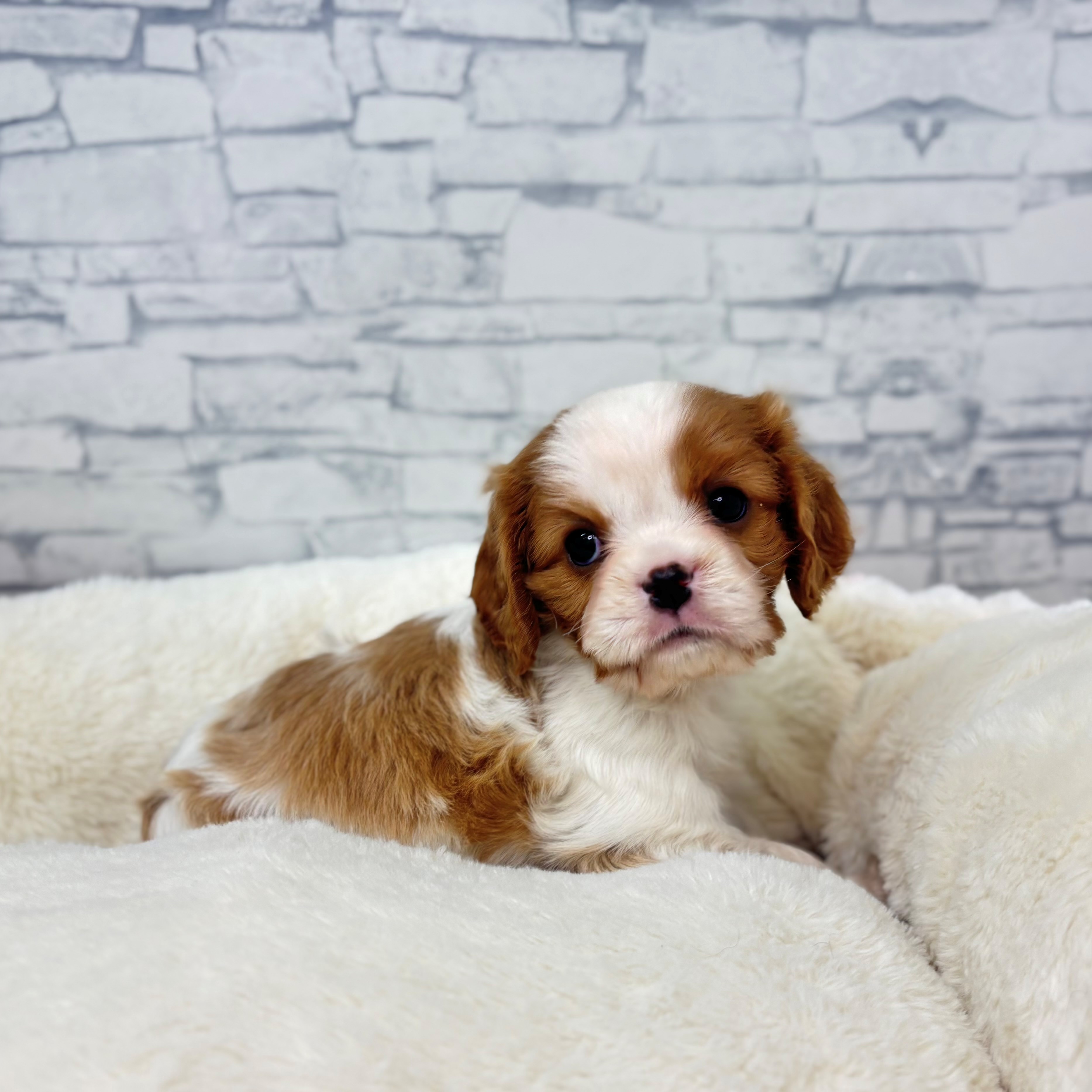 長野県のキャバリアキングチャールズスパニエル (犬の家＆猫の里長野店/2025年12月15日生まれ/女の子/ブレンハイム)の子犬の2枚目の画像