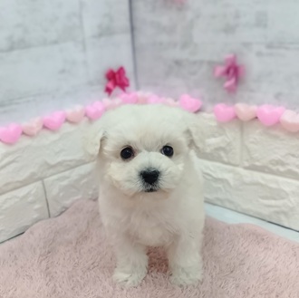 静岡県のビションフリーゼ (犬の家＆猫の里プレ葉ウォーク浜北店/2025年12月14日生まれ/女の子/ホワイト)の子犬の1枚目の画像