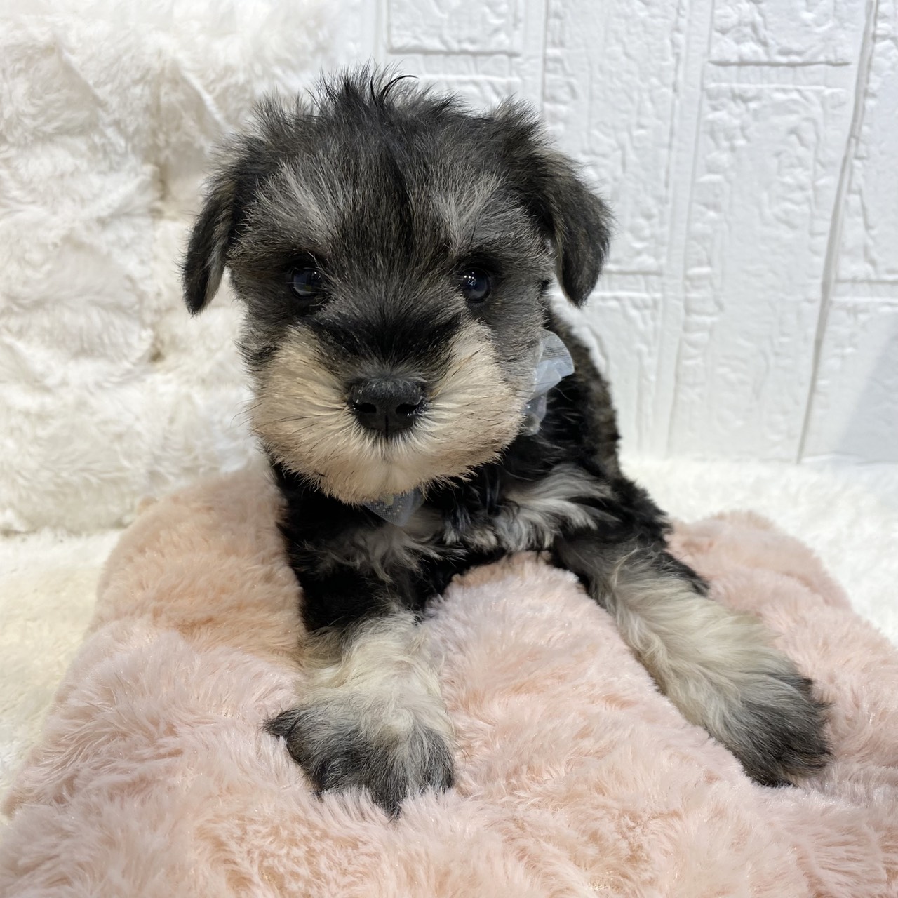 長野県のミニチュアシュナウザー (犬の家＆猫の里カインズ梓川店/2025年12月15日生まれ/男の子/ソルトペッパー)の子犬の2枚目の画像