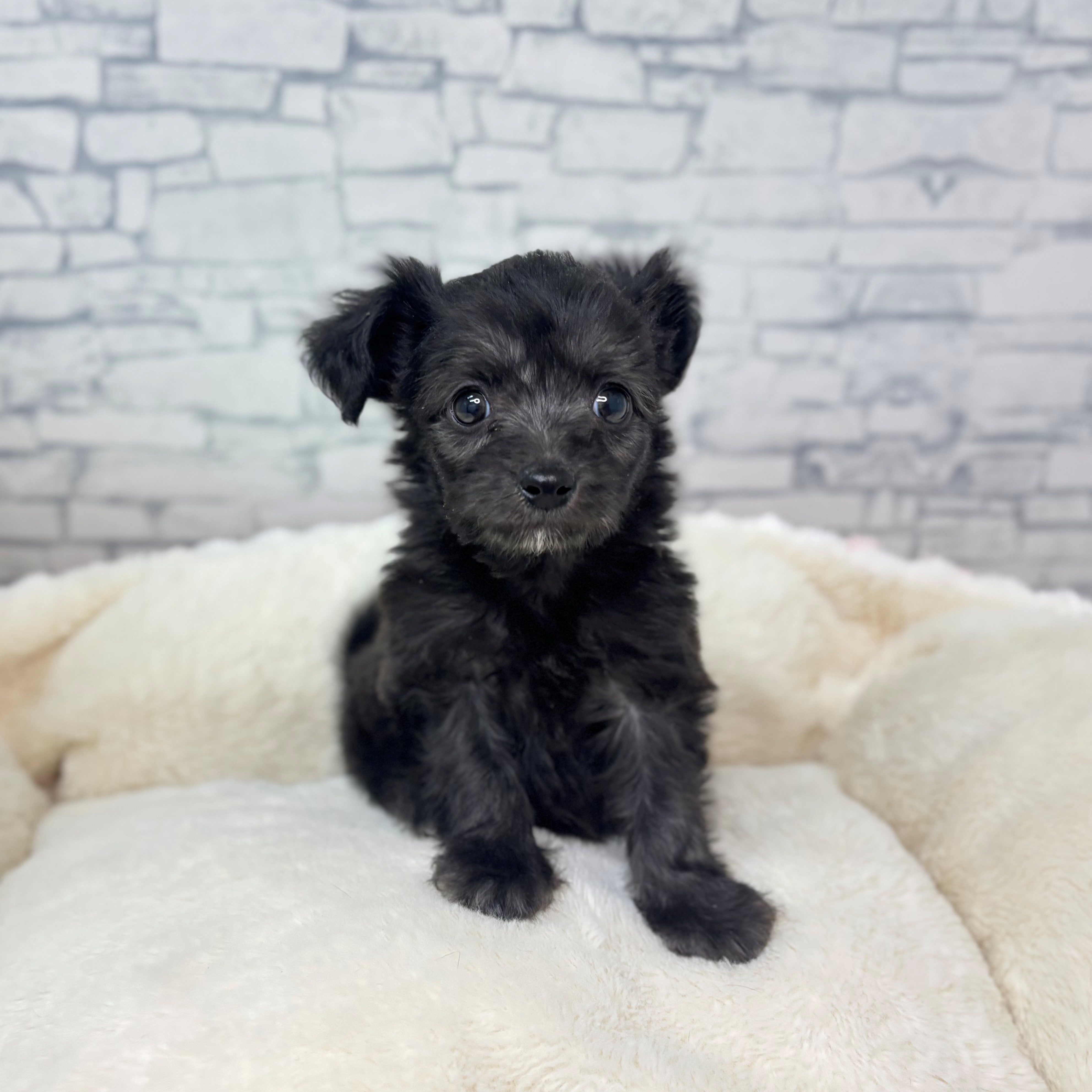 長野県のチワプー/プーチー(チワワ×プードル) (犬の家＆猫の里長野店/2025年12月15日生まれ/男の子/ブラック)の子犬の2枚目の画像