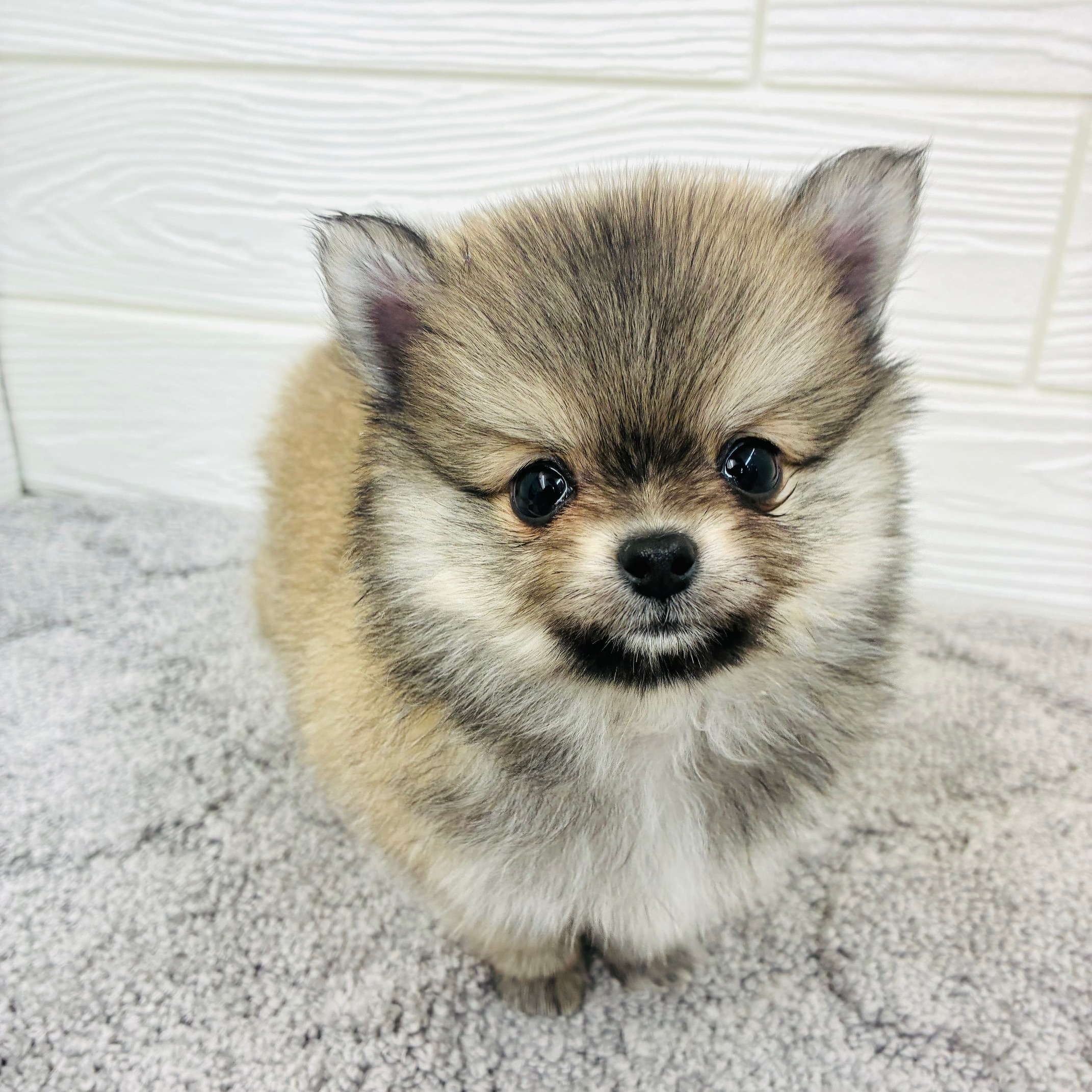 愛知県のポメチワ/チワポメ/ポメチー(ポメラニアン×チワワ) (犬の家＆猫の里七宝店/2025年12月16日生まれ/男の子/ウルフセーブル)の子犬の2枚目の画像