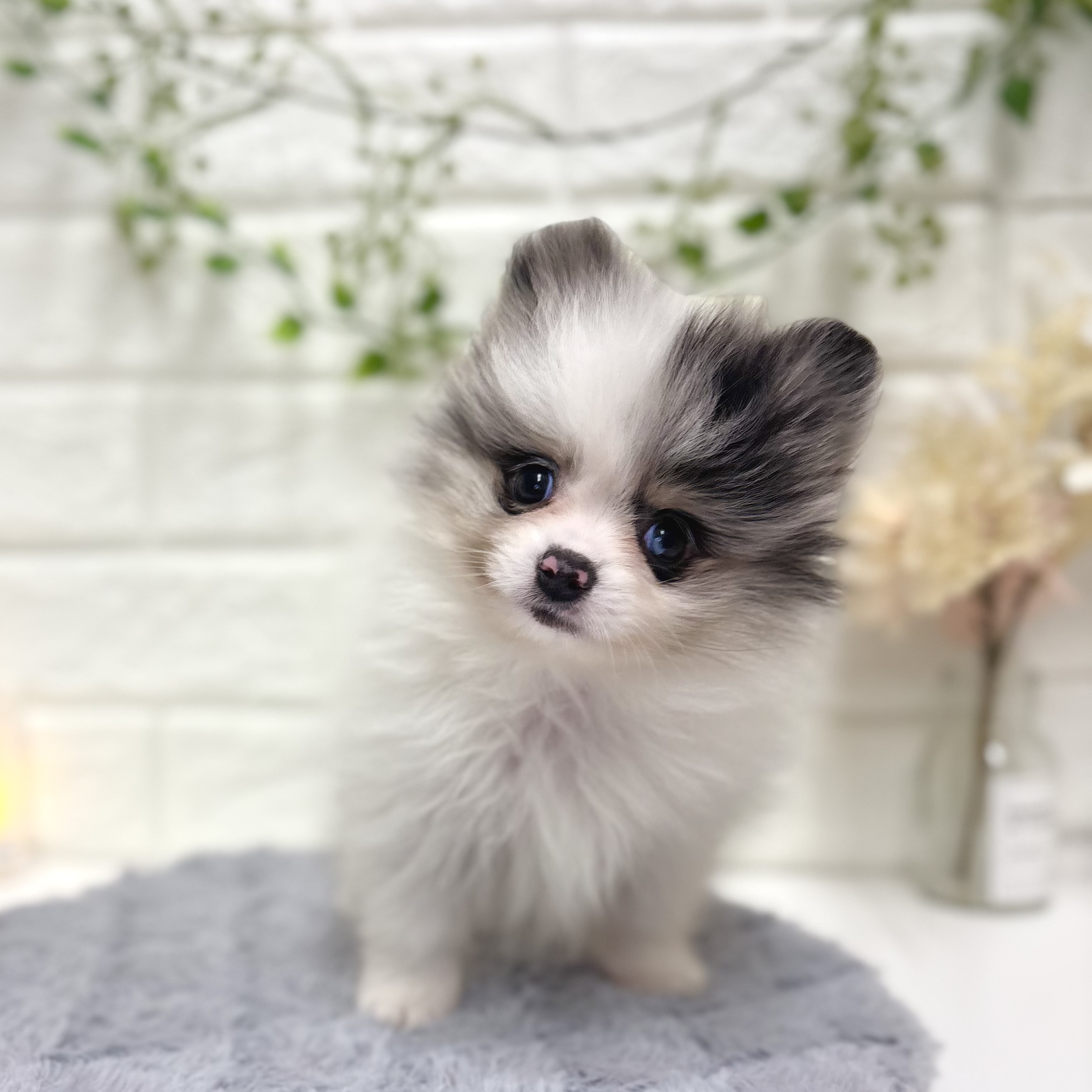 ポメラニアン男の子の写真