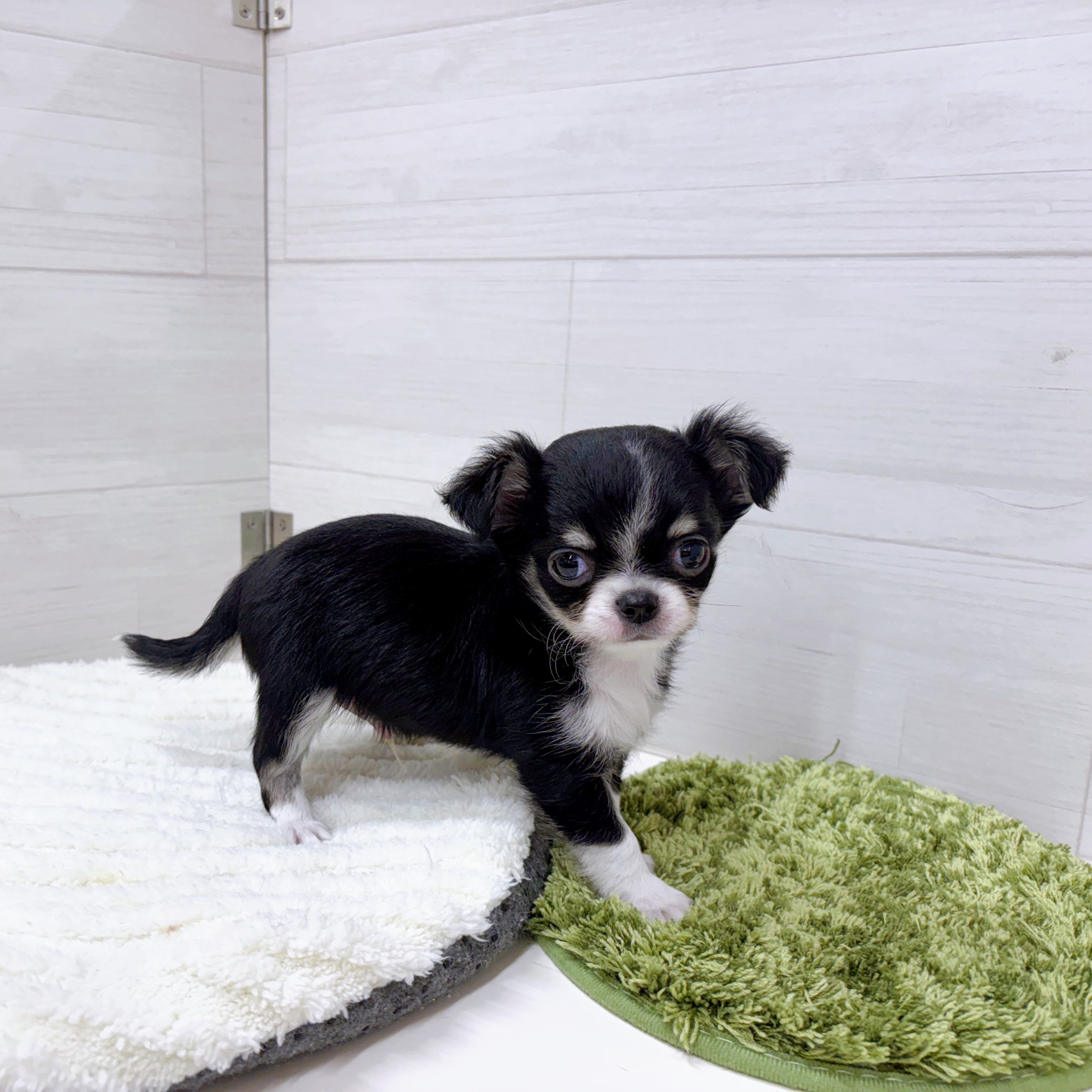 石川県のチワワ(ロング) (犬の家＆猫の里アミーゴ金沢おこばた店/2025年12月16日生まれ/男の子/ブラックタンホワイト)の子犬の2枚目の画像