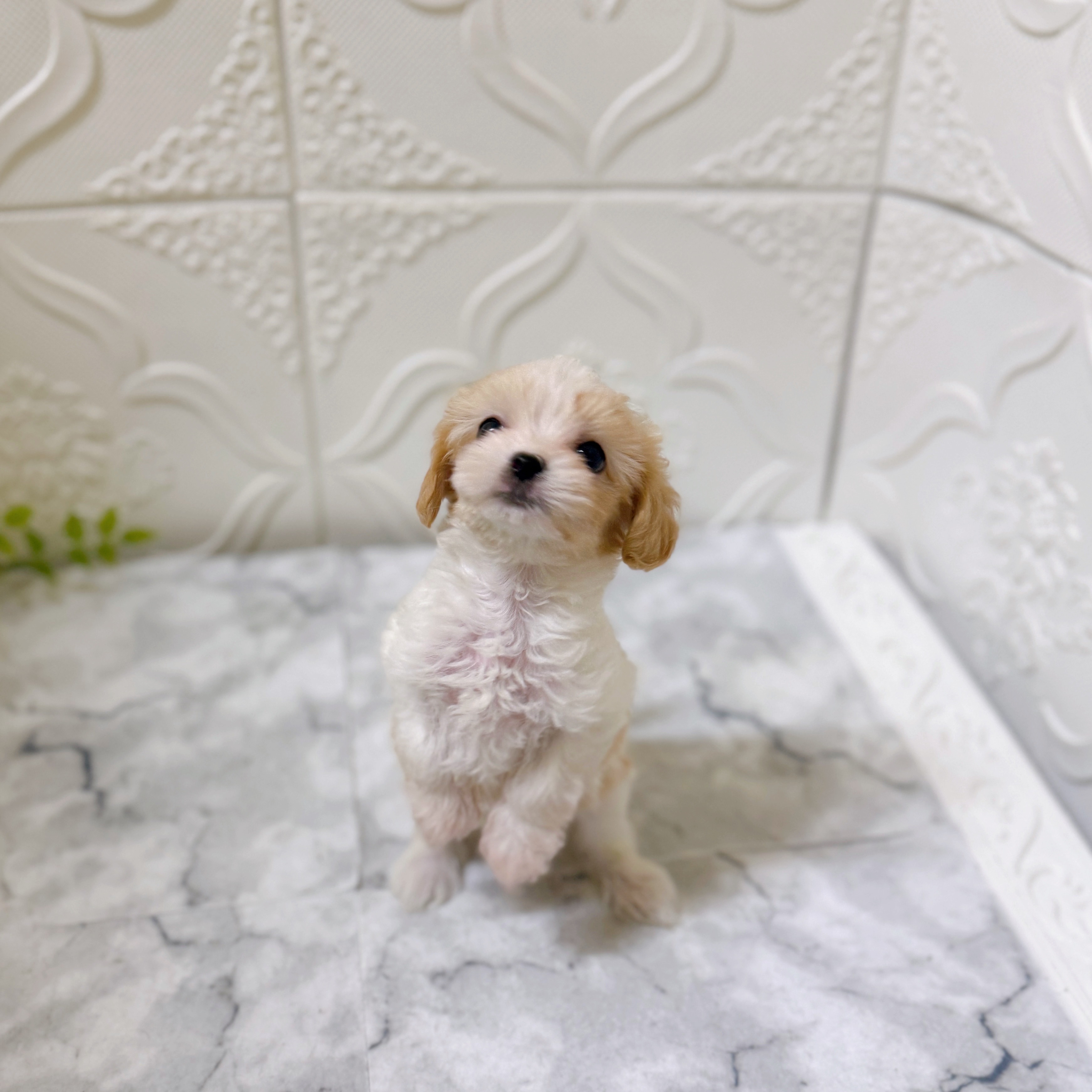 愛知県のマルキャバ/キャバチーズ(マルチーズ×キャバリア) (犬の家＆猫の里岡崎店/2025年12月15日生まれ/男の子/ブレンハイム)の子犬の2枚目の画像