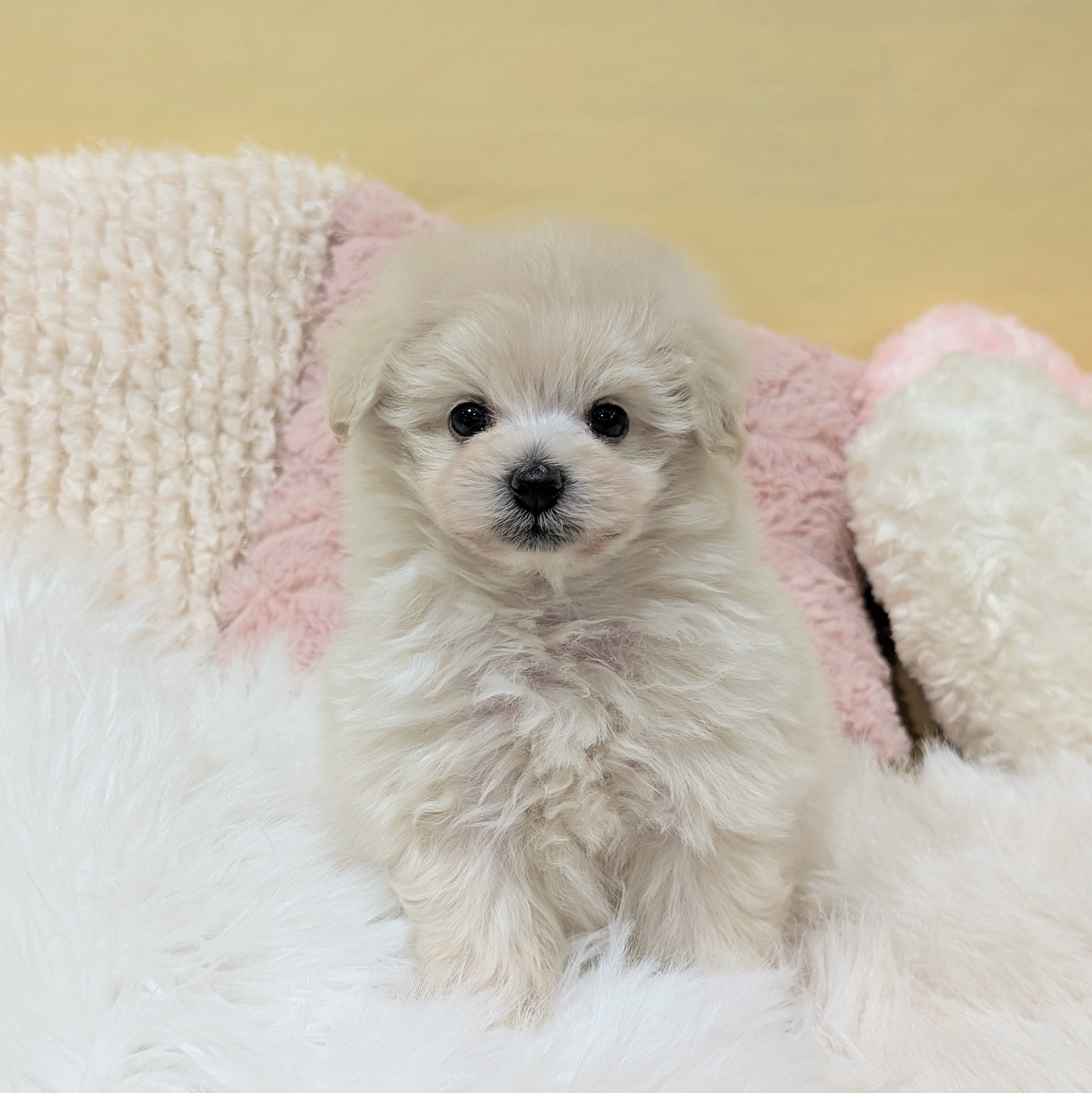 神奈川県のポメプー(ポメラニアン×プードル) (犬の家＆猫の里元住吉ブレーメン通り店/2025年12月13日生まれ/男の子/クリーム)の子犬の1枚目の画像