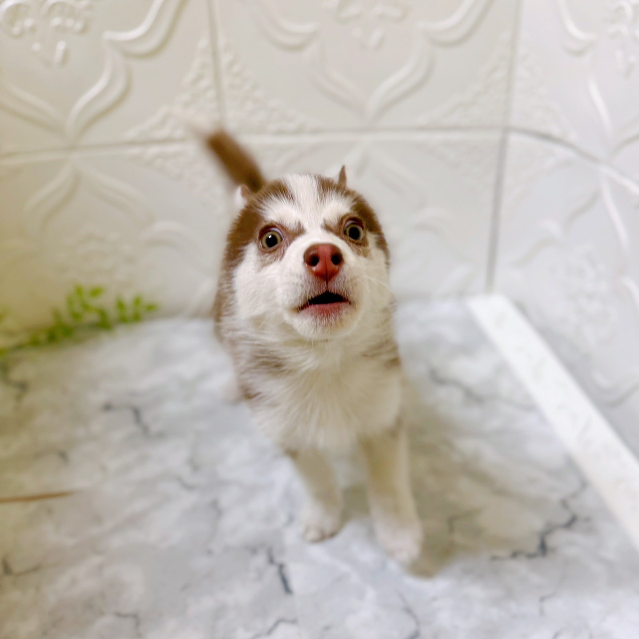 愛知県のシベリアンハスキー (犬の家＆猫の里岡崎店/2025年12月16日生まれ/女の子/チョコレートホワイト)の子犬の2枚目の画像