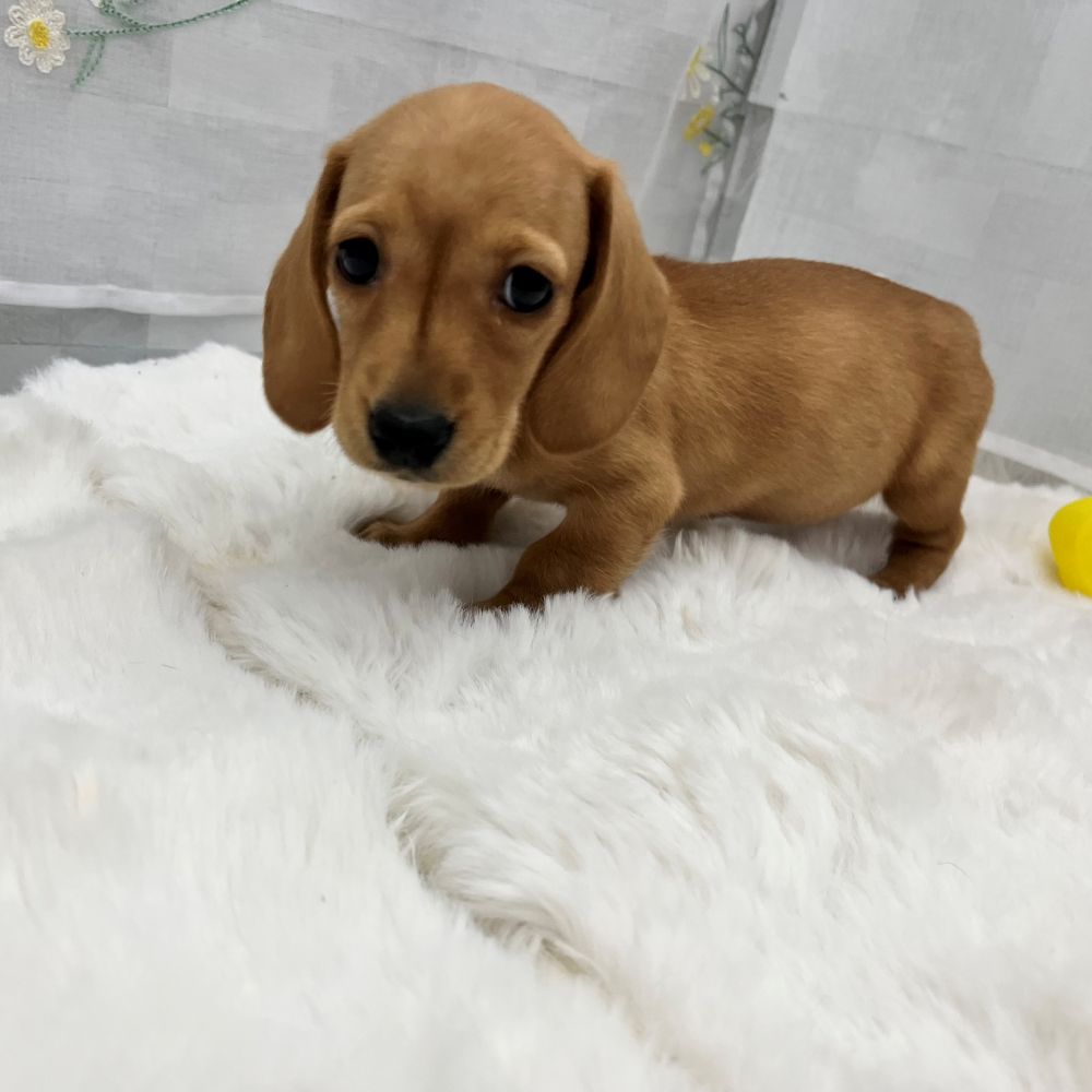 静岡県のミニチュアダックスフンド(スムース) (犬の家＆猫の里MEGAドン・キホーテ袋井店/2025年12月16日生まれ/女の子/ゴールド)の子犬の2枚目の画像