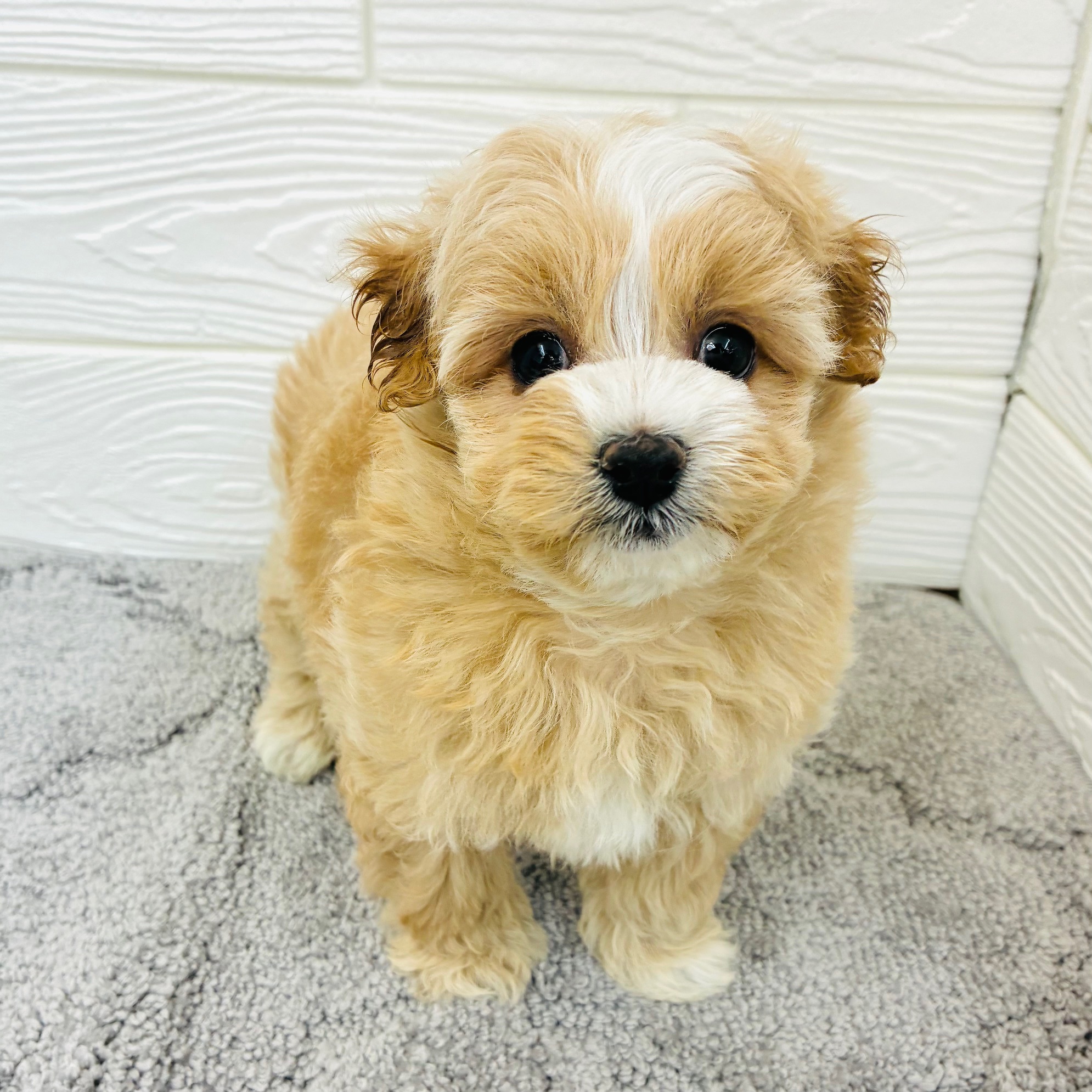 愛知県のマルプー(マルチーズ×プードル) (犬の家＆猫の里七宝店/2025年12月15日生まれ/女の子/アプリコット)の子犬の2枚目の画像
