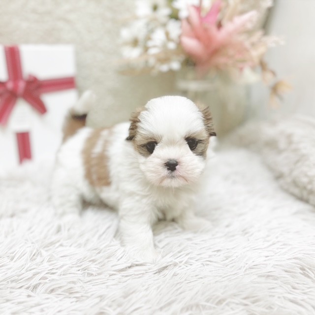 静岡県のシーズー (犬の家＆猫の里藤枝店/2025年12月15日生まれ/女の子/ホワイトゴールド)の子犬