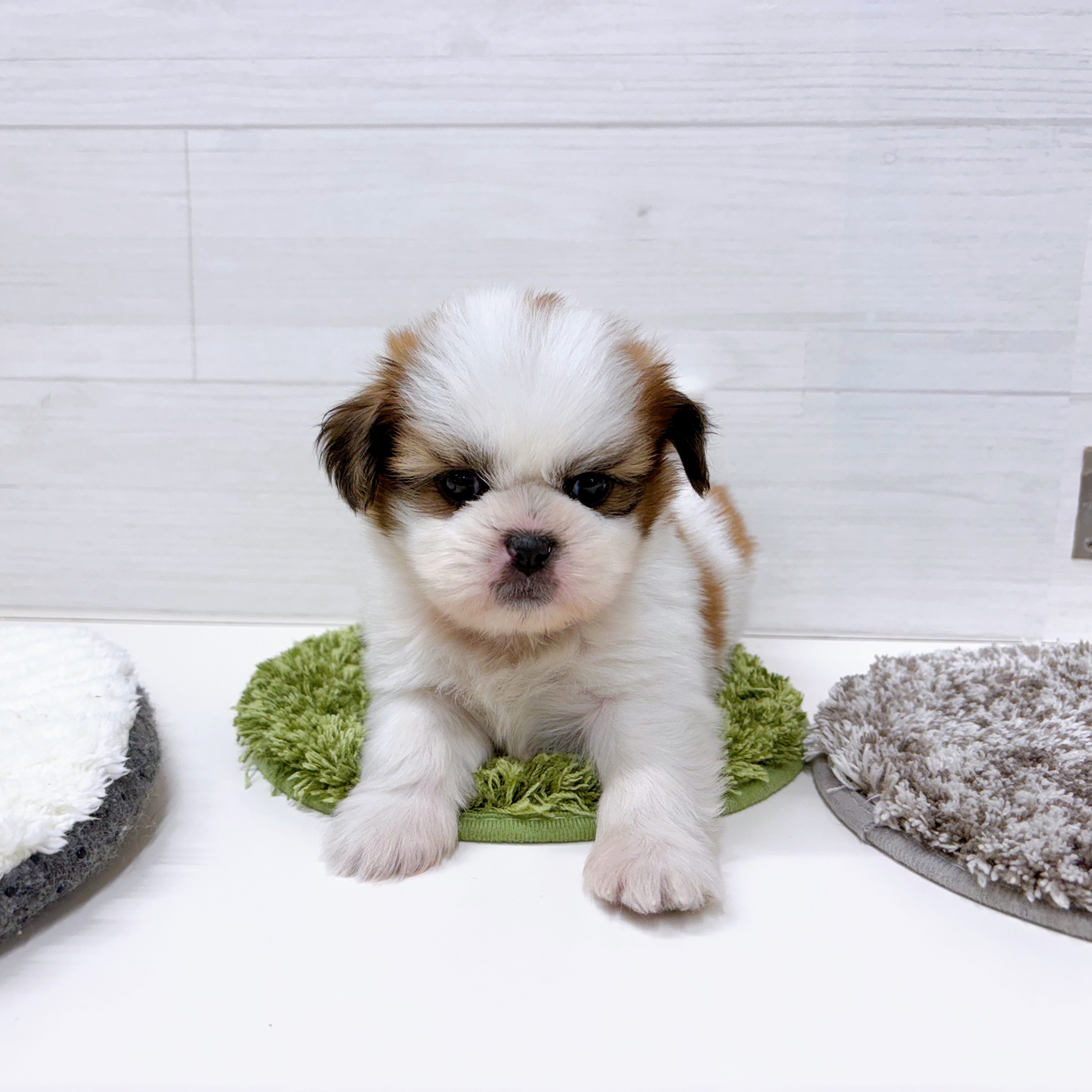 石川県のシーズー (犬の家＆猫の里アミーゴ金沢おこばた店/2025年12月15日生まれ/男の子/ホワイトゴールド)の子犬の2枚目の画像