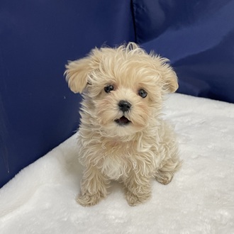 愛知県のマルプー(マルチーズ×プードル) (犬の家＆猫の里一宮店/2025年12月15日生まれ/女の子/クリームホワイト)の子犬の1枚目の画像