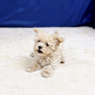 愛知県のマルプー(マルチーズ×プードル) (犬の家＆猫の里一宮店/2025年12月15日生まれ/女の子/クリームホワイト)の子犬の2枚目の画像