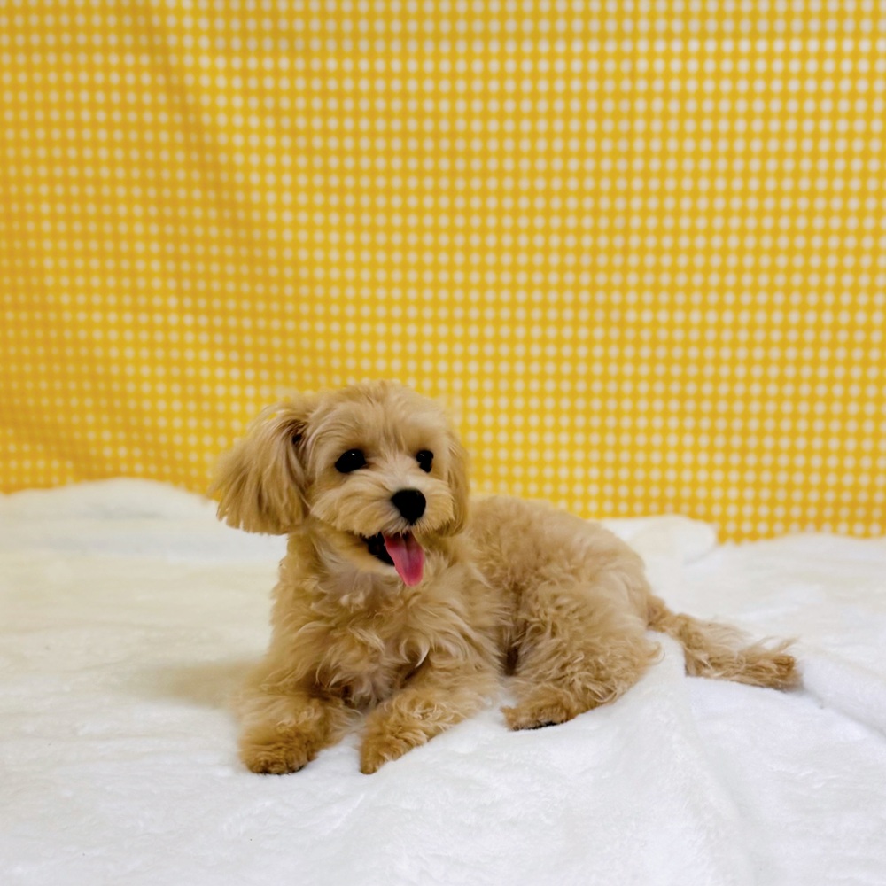 愛知県のマルプー(マルチーズ×プードル) (犬の家＆猫の里一宮店/2025年12月15日生まれ/女の子/クリームホワイト)の子犬の2枚目の画像