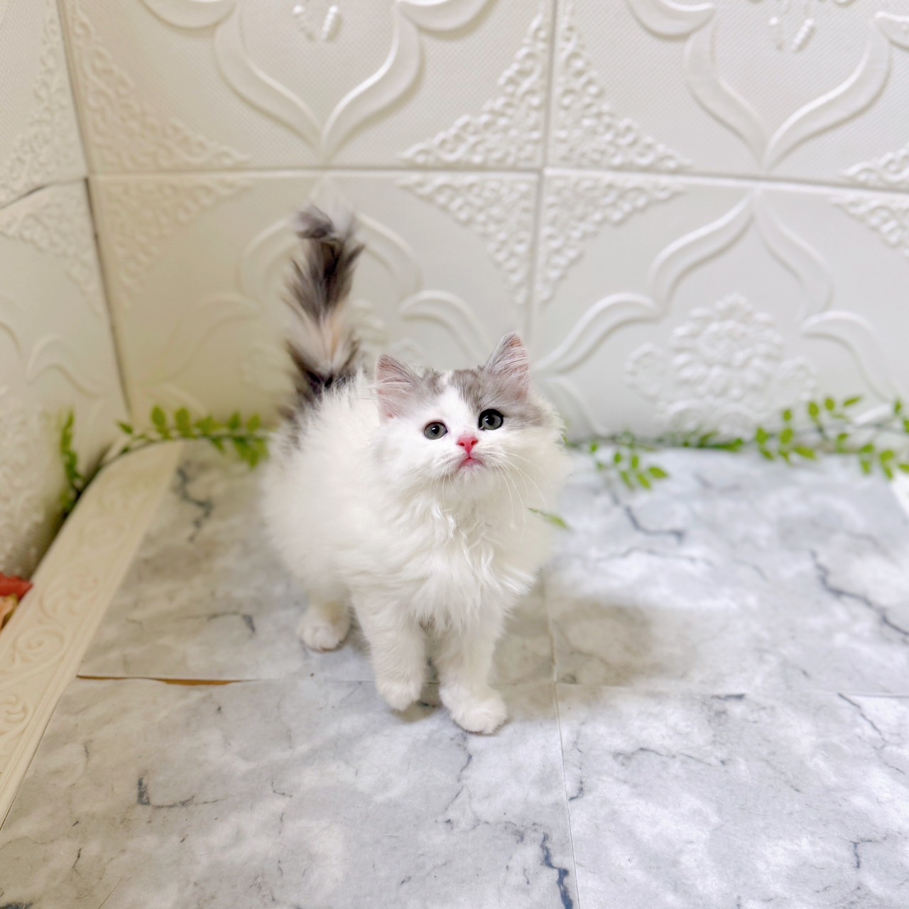 愛知県のサイベリアン (犬の家＆猫の里岡崎店/2025年12月15日生まれ/女の子/ダイリュートキャリコ)の子猫の2枚目の画像