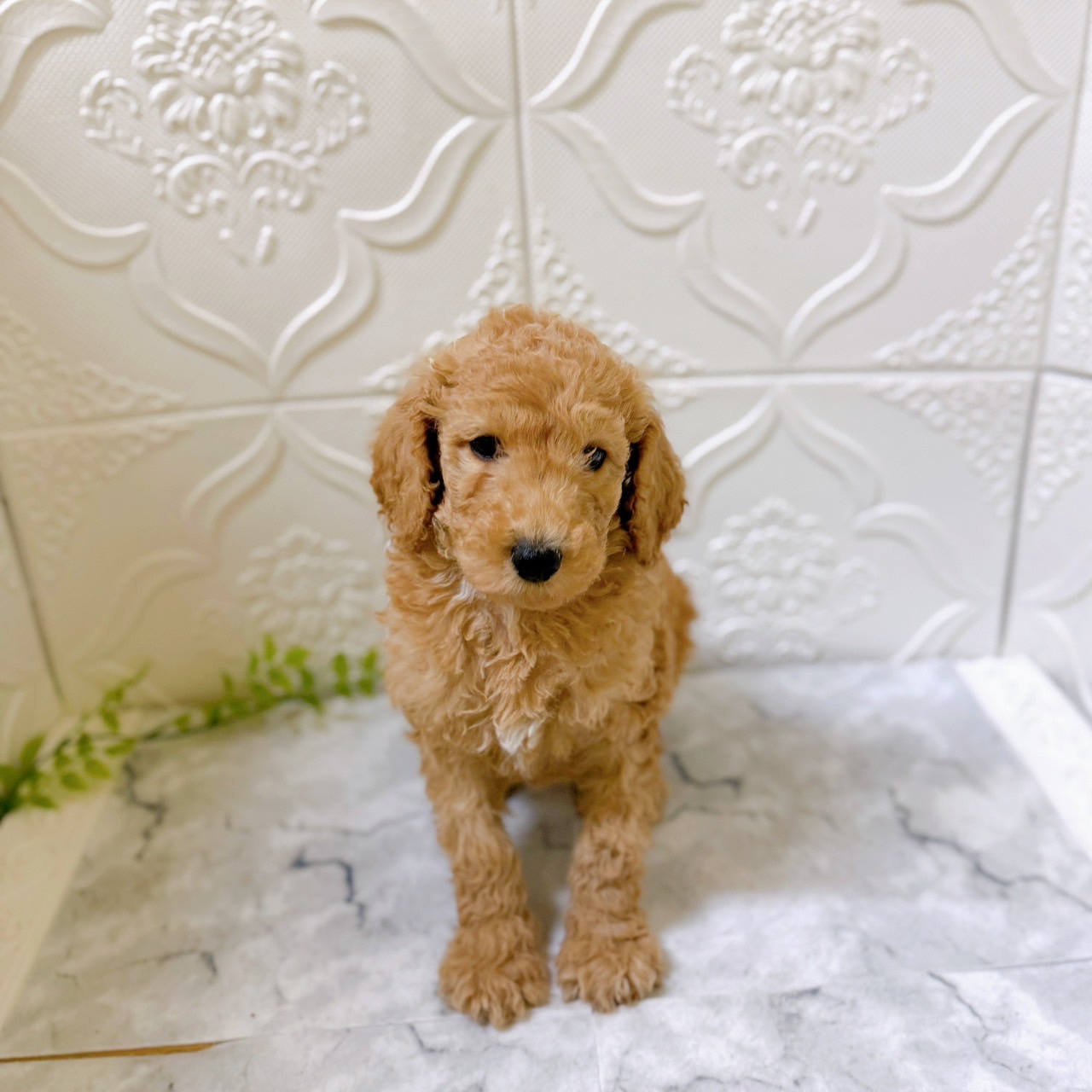 愛知県のスタンダードプードル (犬の家＆猫の里岡崎店/2025年12月9日生まれ/女の子/アプリコット)の子犬の2枚目の画像