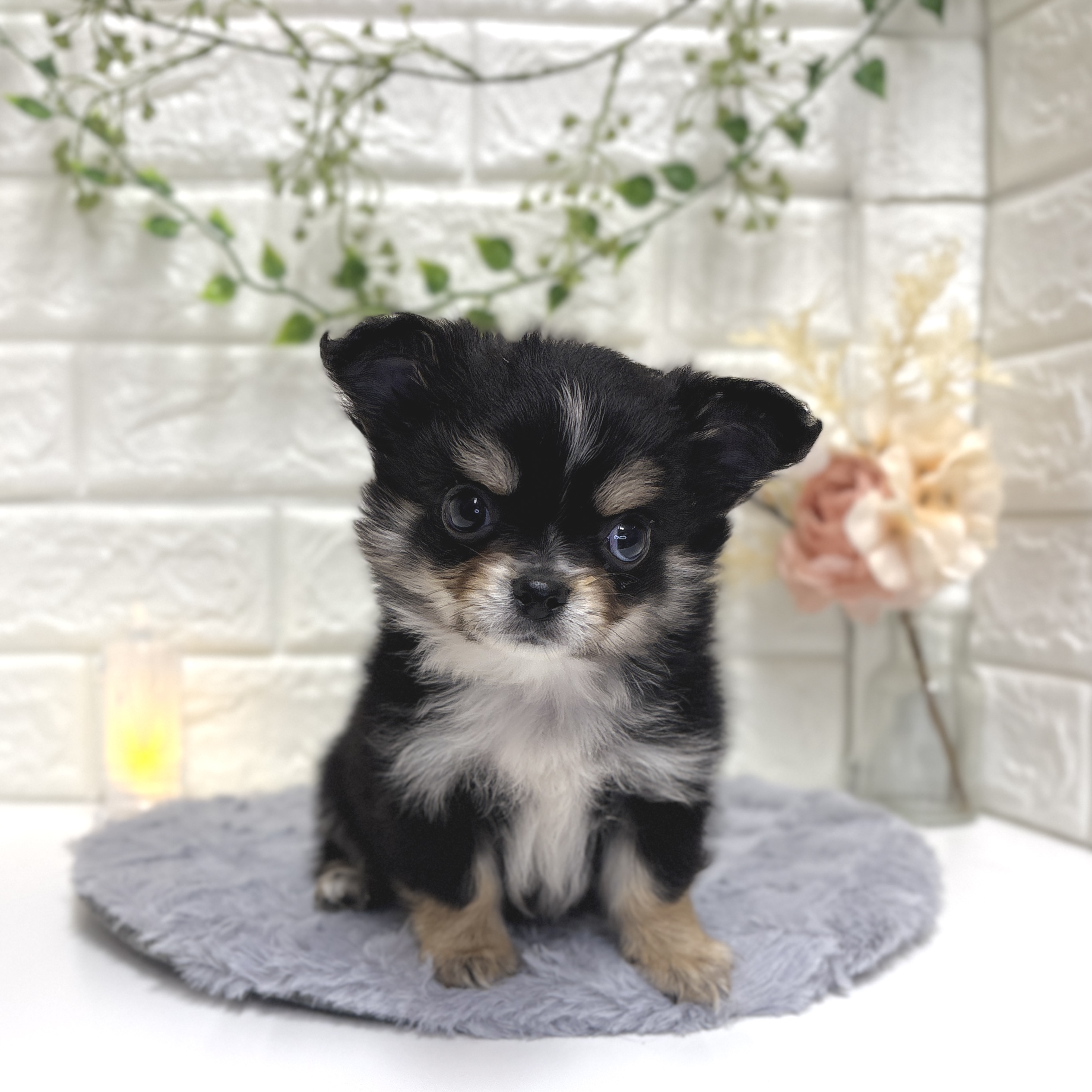 神奈川県のチワワ(ロング) (犬の家＆猫の里相模原店/2025年12月16日生まれ/男の子/ブラックタンホワイト)の子犬の1枚目の画像