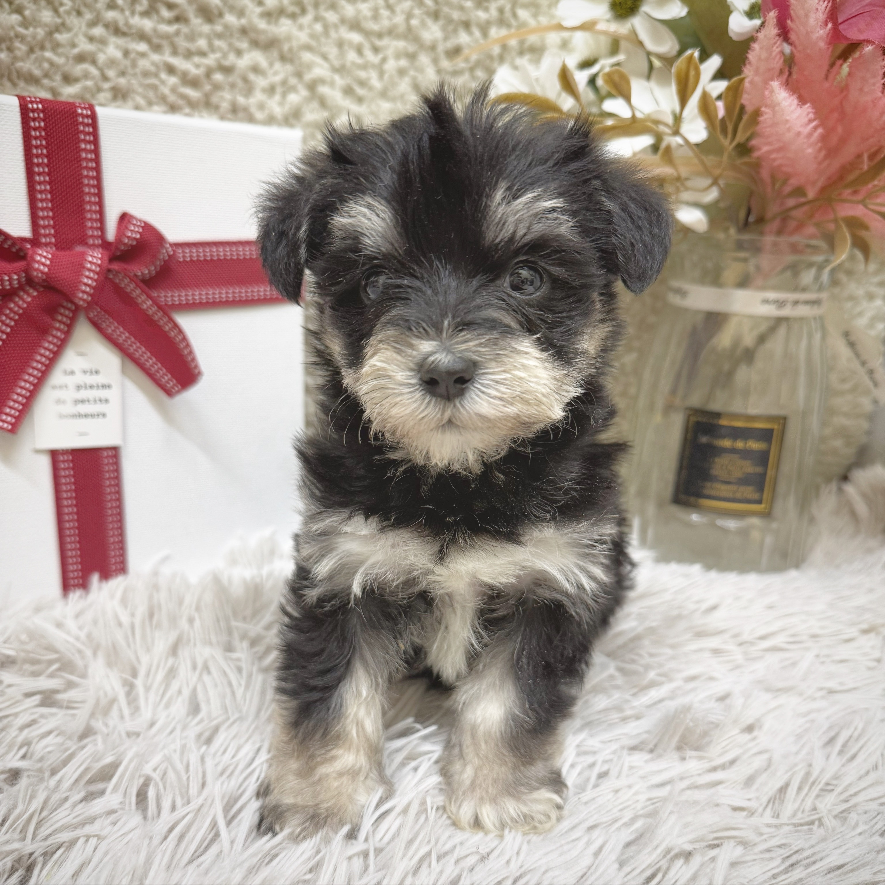 静岡県のシュナマル/マルシュナ(シュナウザー×マルチーズ) (犬の家＆猫の里藤枝店/2025年12月16日生まれ/女の子/ブラックシルバー)の子犬