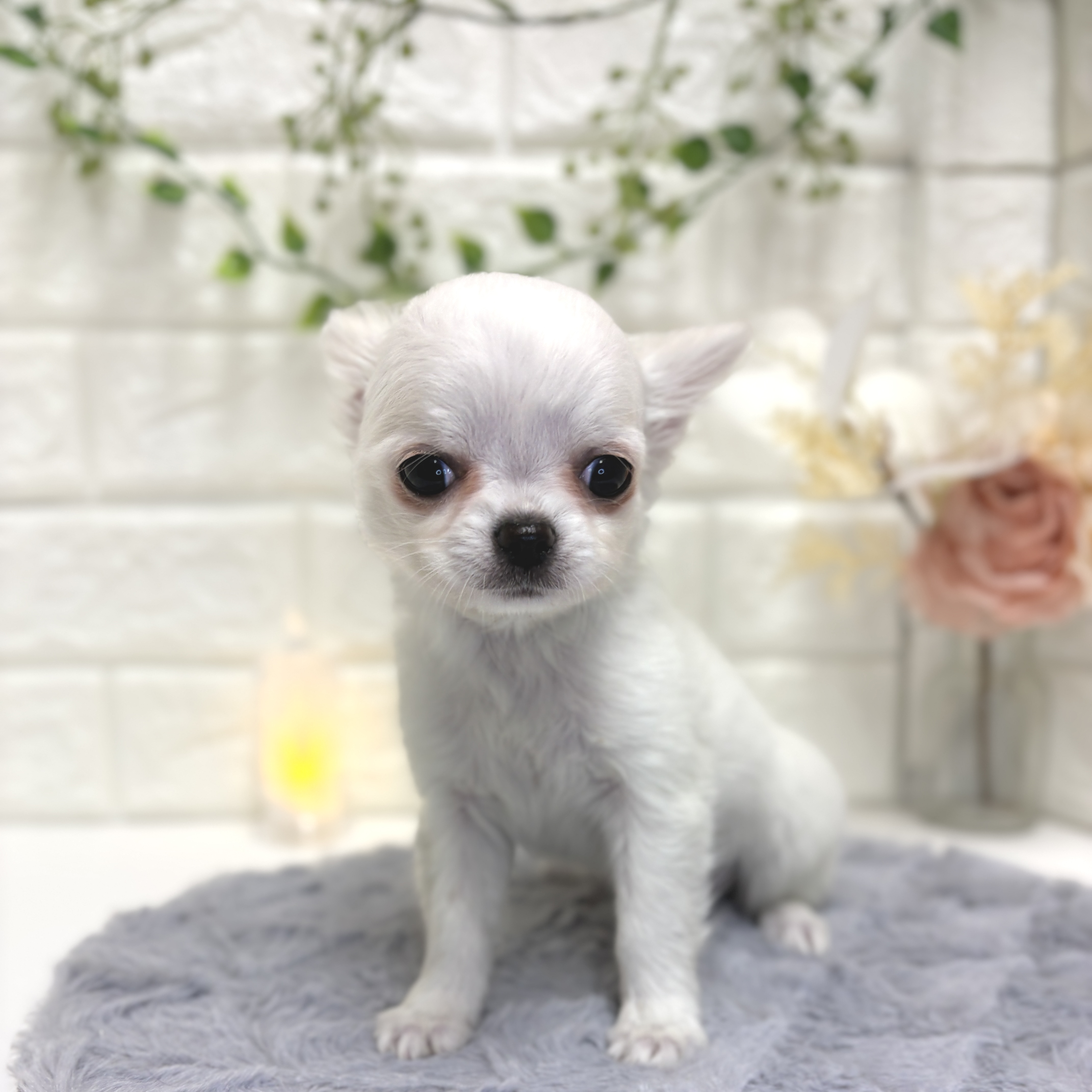 神奈川県のチワワ(ロング) (犬の家＆猫の里相模原店/2025年12月10日生まれ/女の子/ホワイト)の子犬の1枚目の画像