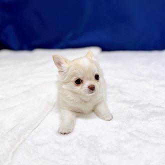 愛知県のチワワ(ロング) (犬の家＆猫の里一宮店/2025年12月16日生まれ/女の子/クリーム)の子犬の2枚目の画像
