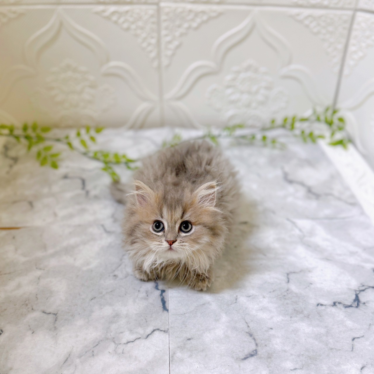 愛知県のミヌエット (犬の家＆猫の里岡崎店/2025年12月14日生まれ/女の子/ブルーチンチラゴールデン)の子猫の2枚目の画像