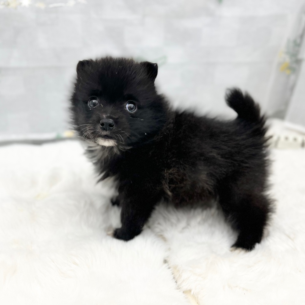 ハーフ犬女の子の写真