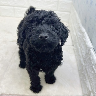 静岡県のトイプードル(トイ) (犬の家＆猫の里マークイズ静岡店/2025年12月10日生まれ/女の子/ブラック)の子犬の2枚目の画像