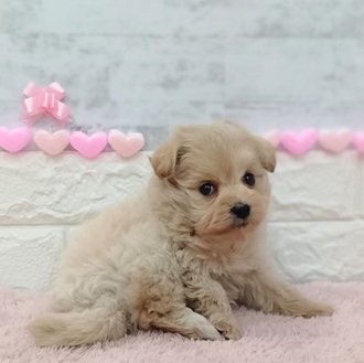 静岡県のポメプー(ポメラニアン×プードル) (犬の家＆猫の里プレ葉ウォーク浜北店/2025年12月15日生まれ/女の子/アプリコット)の子犬の2枚目の画像