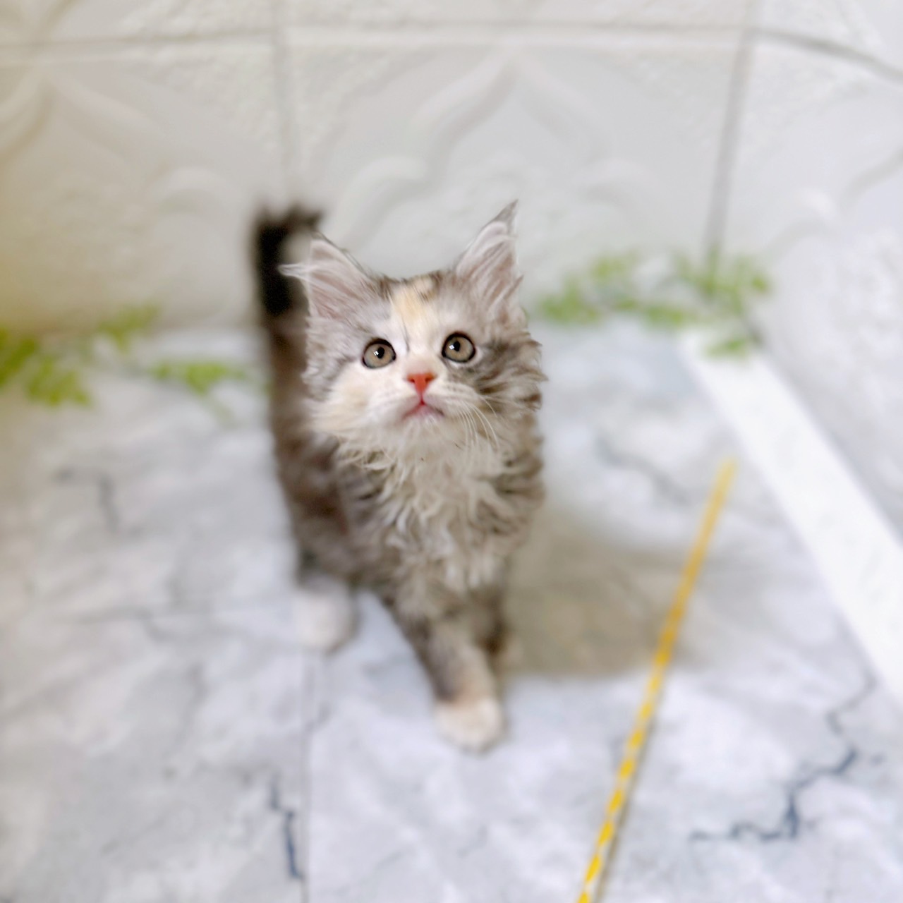 愛知県のメインクーン (犬の家＆猫の里岡崎店/2025年12月16日生まれ/女の子/シルバーパッチドタビーホワイト)の子猫の1枚目の画像