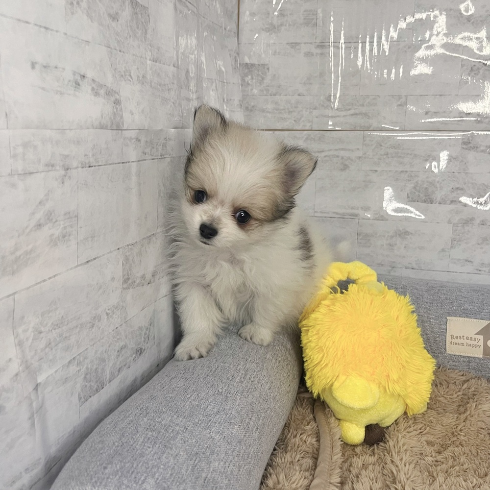長野県のポメチワ/チワポメ/ポメチー(ポメラニアン×チワワ) (犬の家＆猫の里塩尻店/2025年12月15日生まれ/男の子/パーティーカラー)の子犬の2枚目の画像