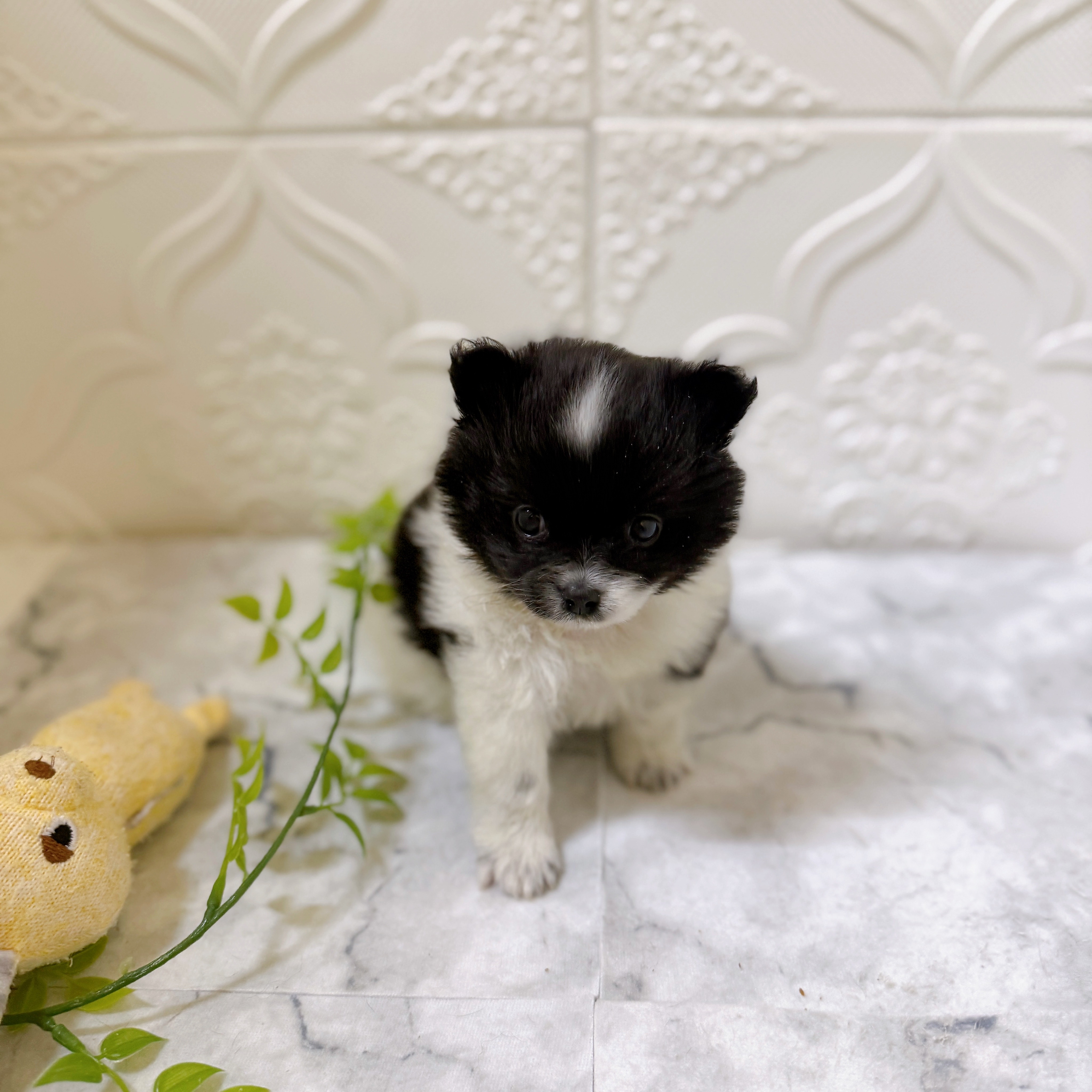 愛知県のポメチワ/チワポメ/ポメチー(ポメラニアン×チワワ) (犬の家＆猫の里岡崎店/2025年12月16日生まれ/男の子/ブラックホワイト)の子犬の2枚目の画像