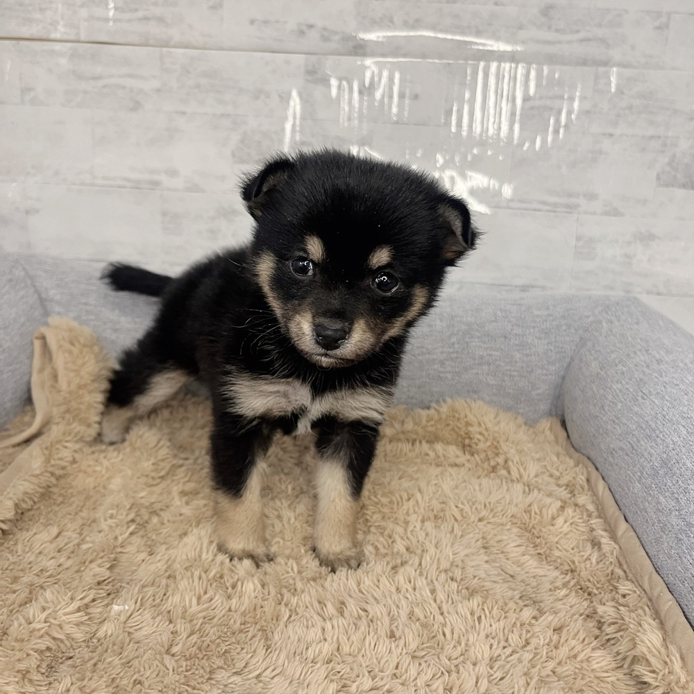 長野県のチワ柴/柴チワ/チワシバ(チワワ×柴) (犬の家＆猫の里塩尻店/2025年12月12日生まれ/女の子/黒)の子犬の2枚目の画像