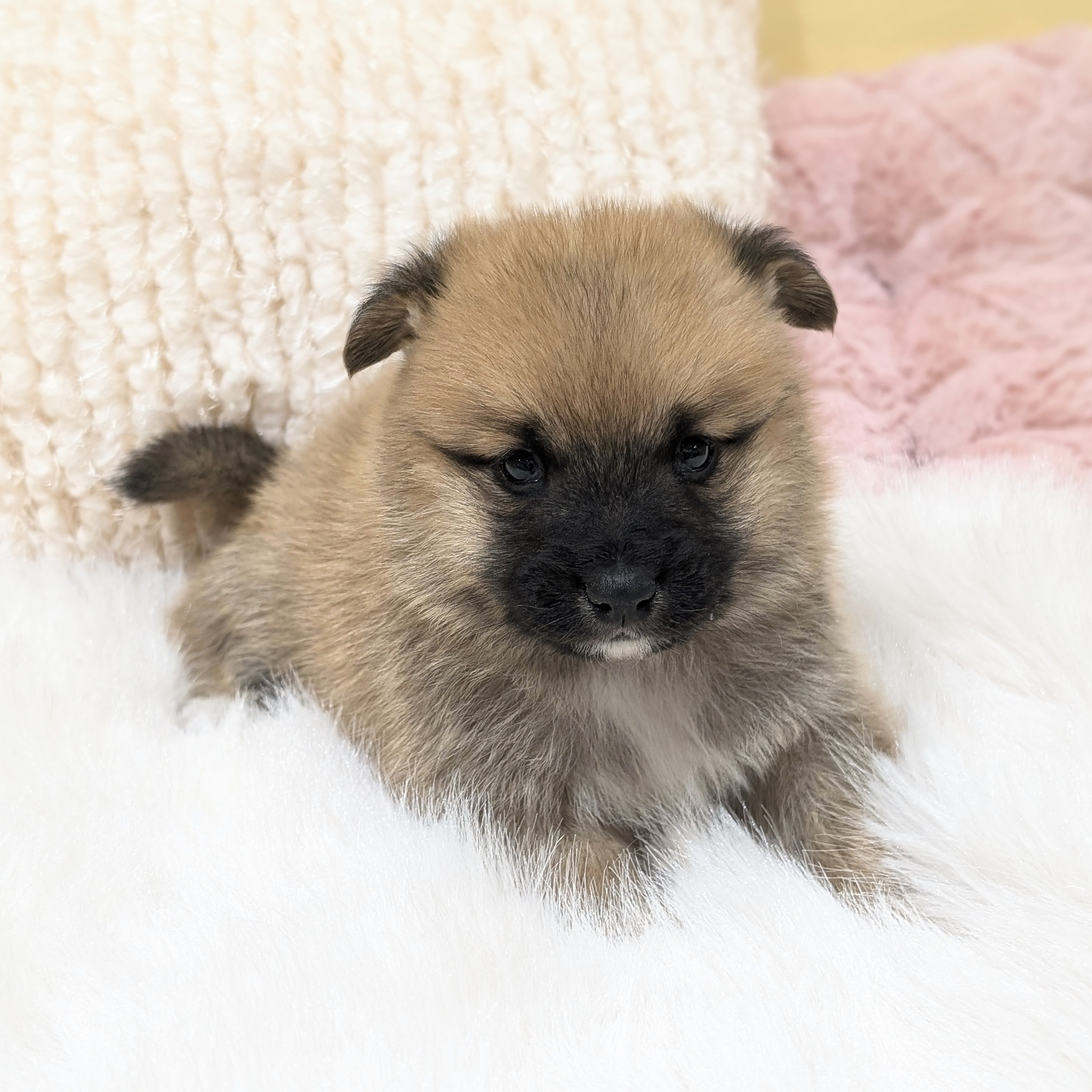 神奈川県のポメ柴/豆ポメ/ポメ豆柴(ポメラニアン×柴犬) (犬の家＆猫の里元住吉ブレーメン通り店/2025年12月11日生まれ/男の子/赤)の子犬の2枚目の画像