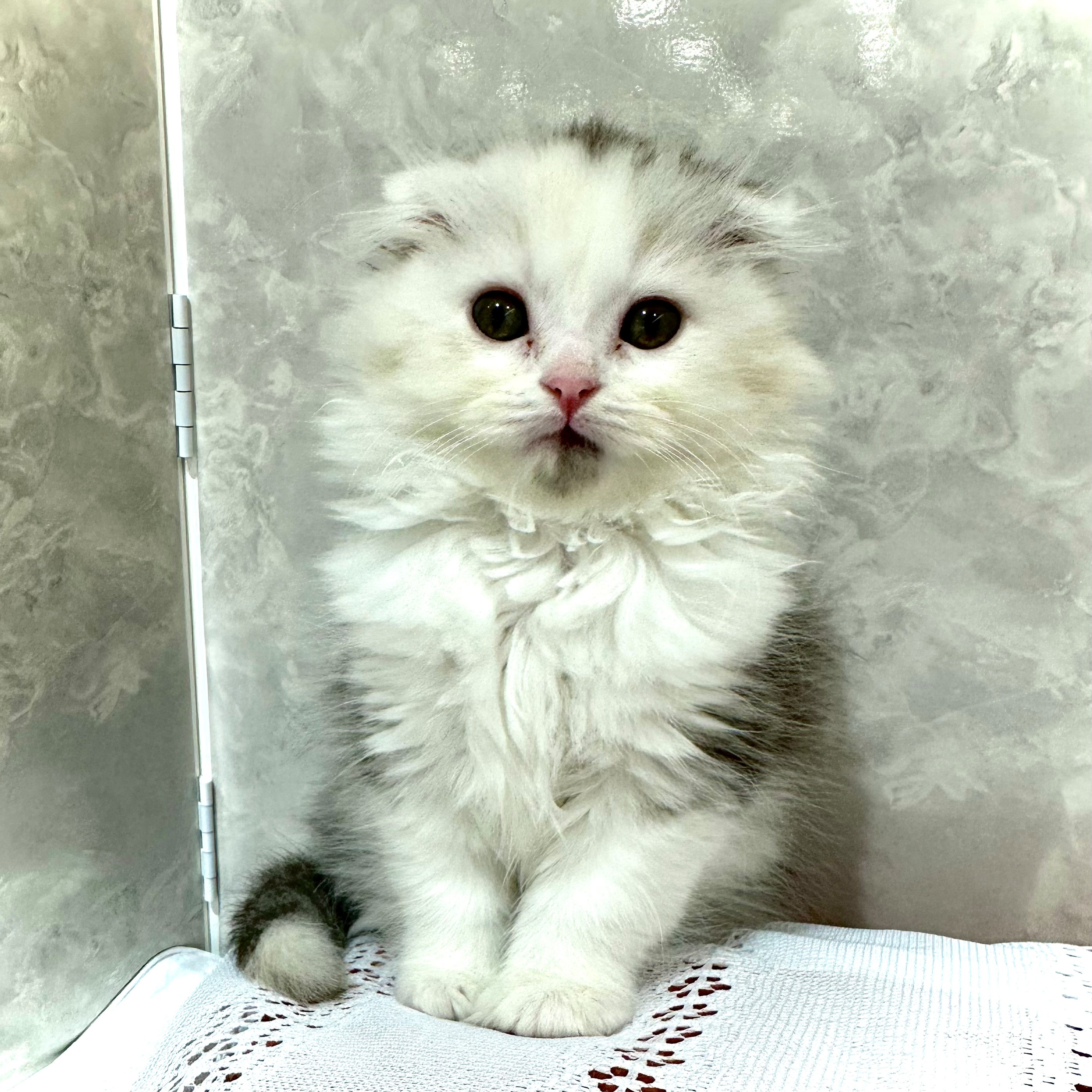 福岡県のスコティッシュフォールド (犬の家＆猫の里くりえいと宗像店/2025年12月15日生まれ/女の子/シルバーパッチドタビーホワイト)の子猫の2枚目の画像